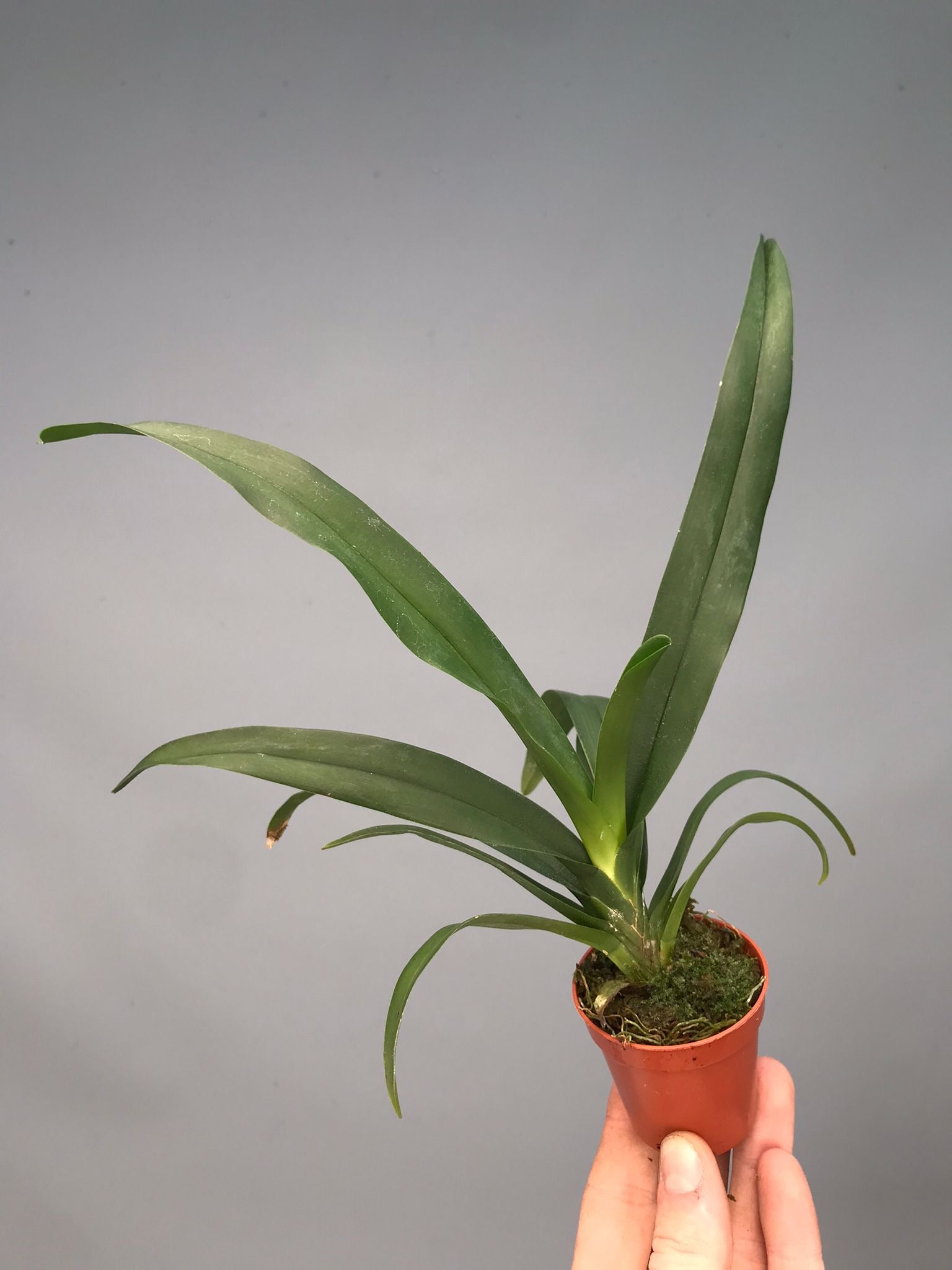 Aeranthes grandiflora