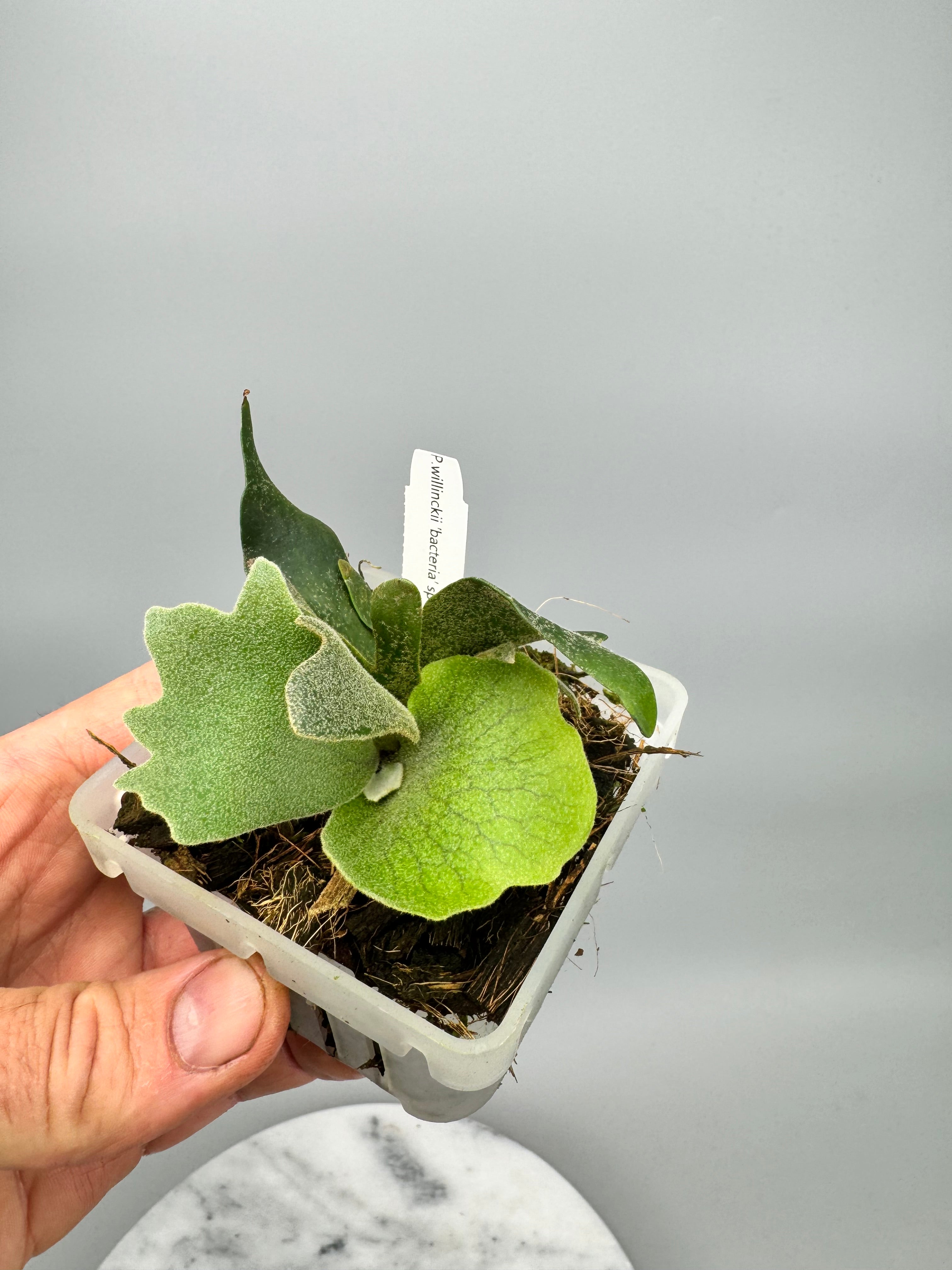 Platycerium willinckii "Bacteria" (Big Plant)