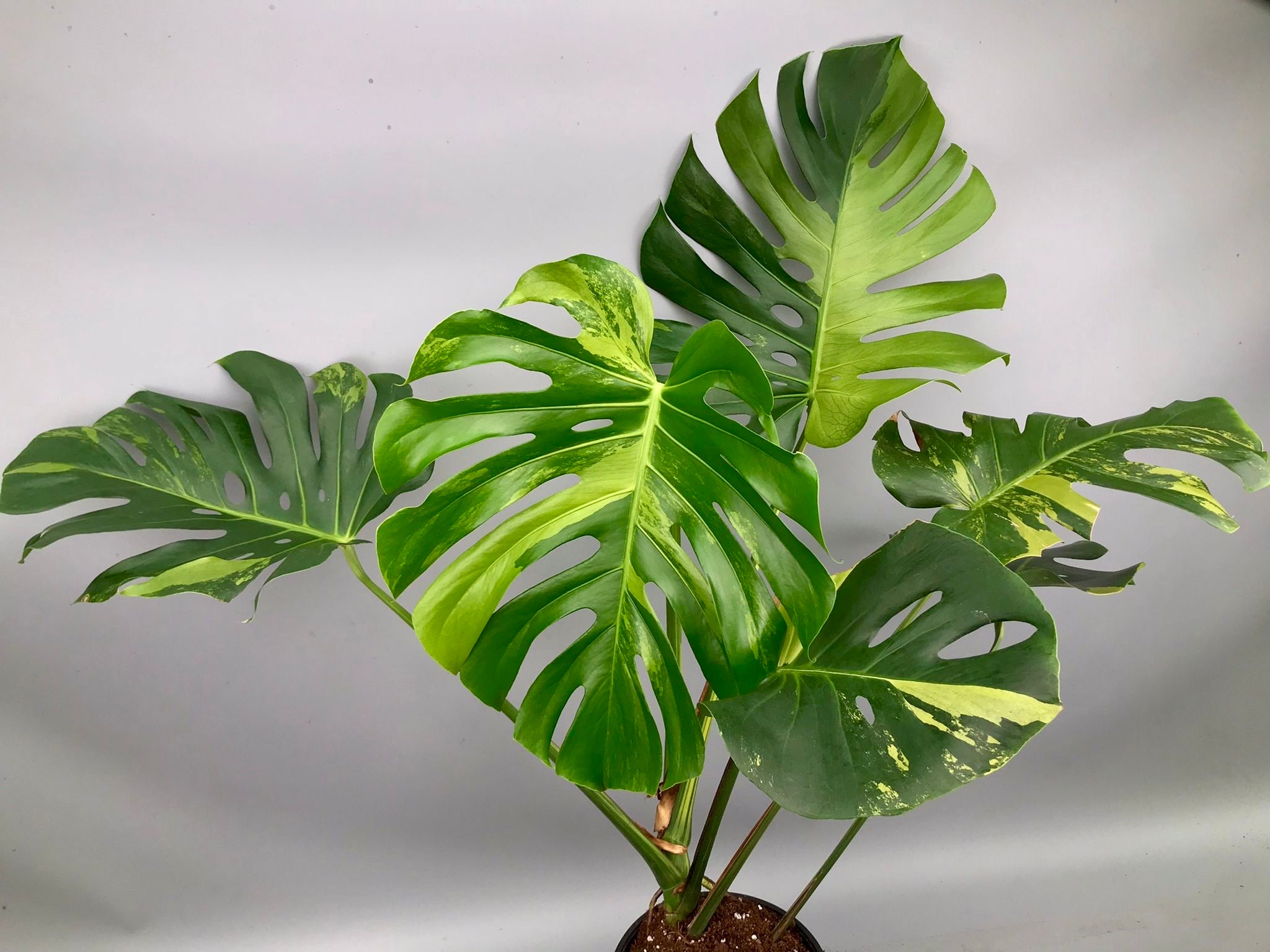 Monstera Ocean Mint (Nr 3.1)