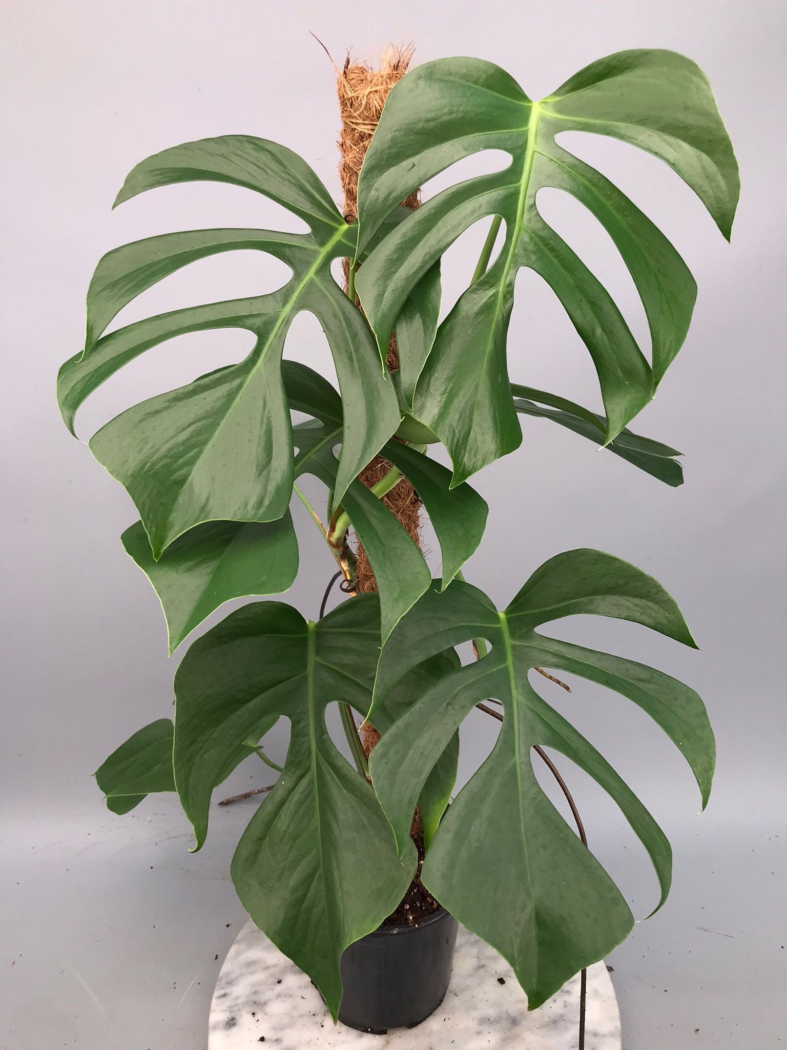 Monstera deliciosa var sierrana “Big Plant”
