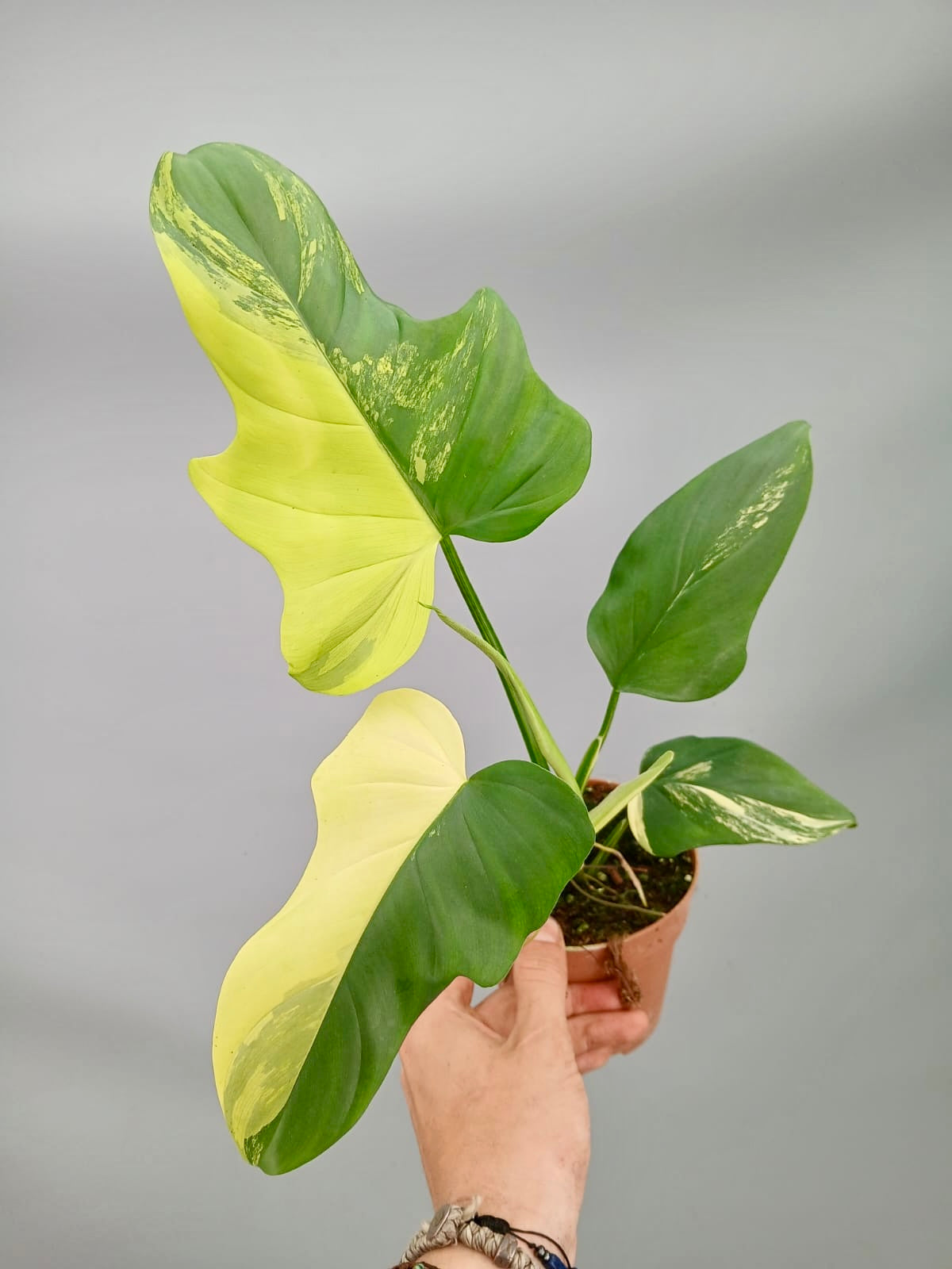 Philodendron bipennifolium Violin Variegated