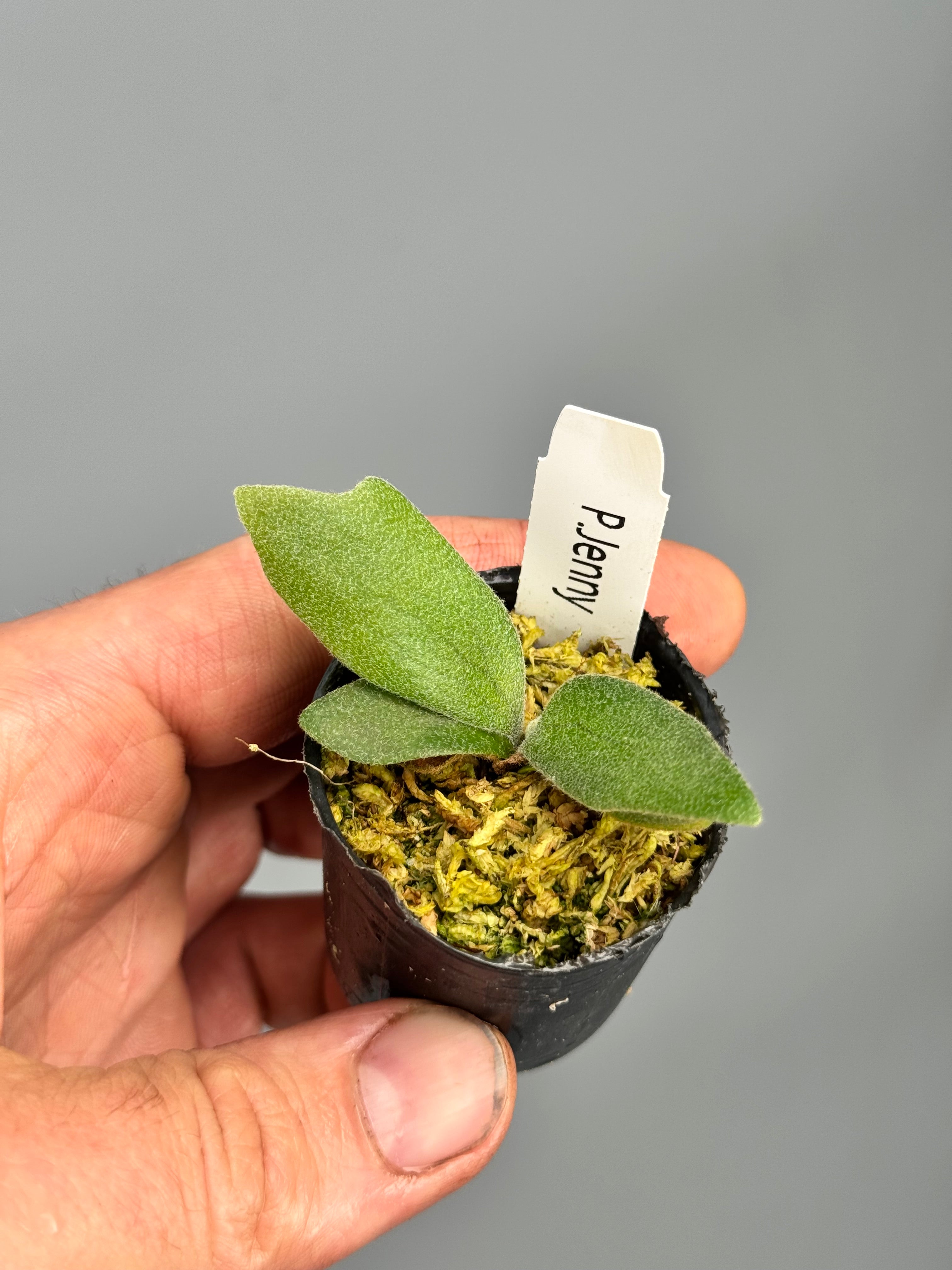 Platycerium willinckii ‘Jenny’