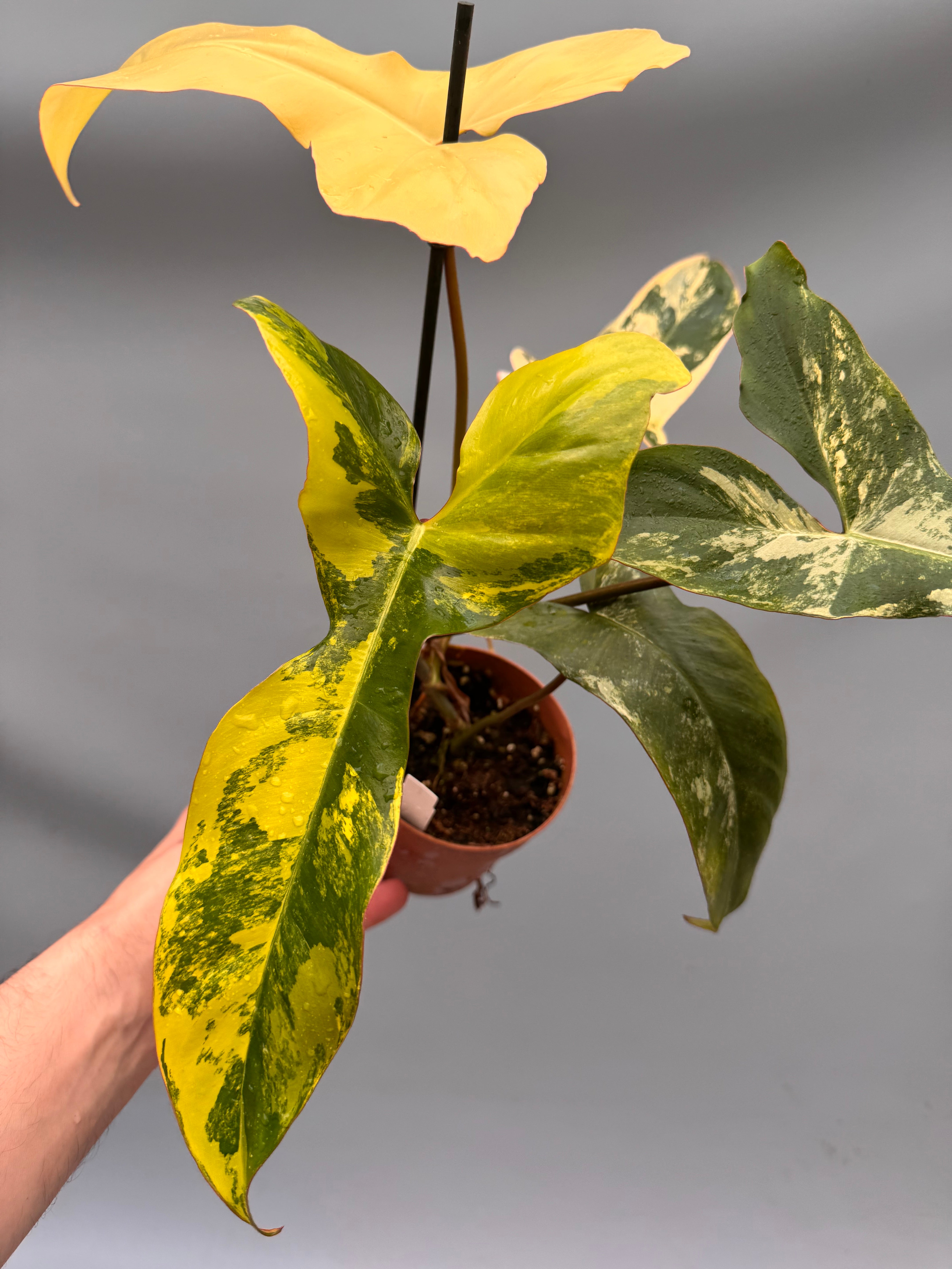 Philodendron billietiae variegata x Florida Beauty (Nr 1)