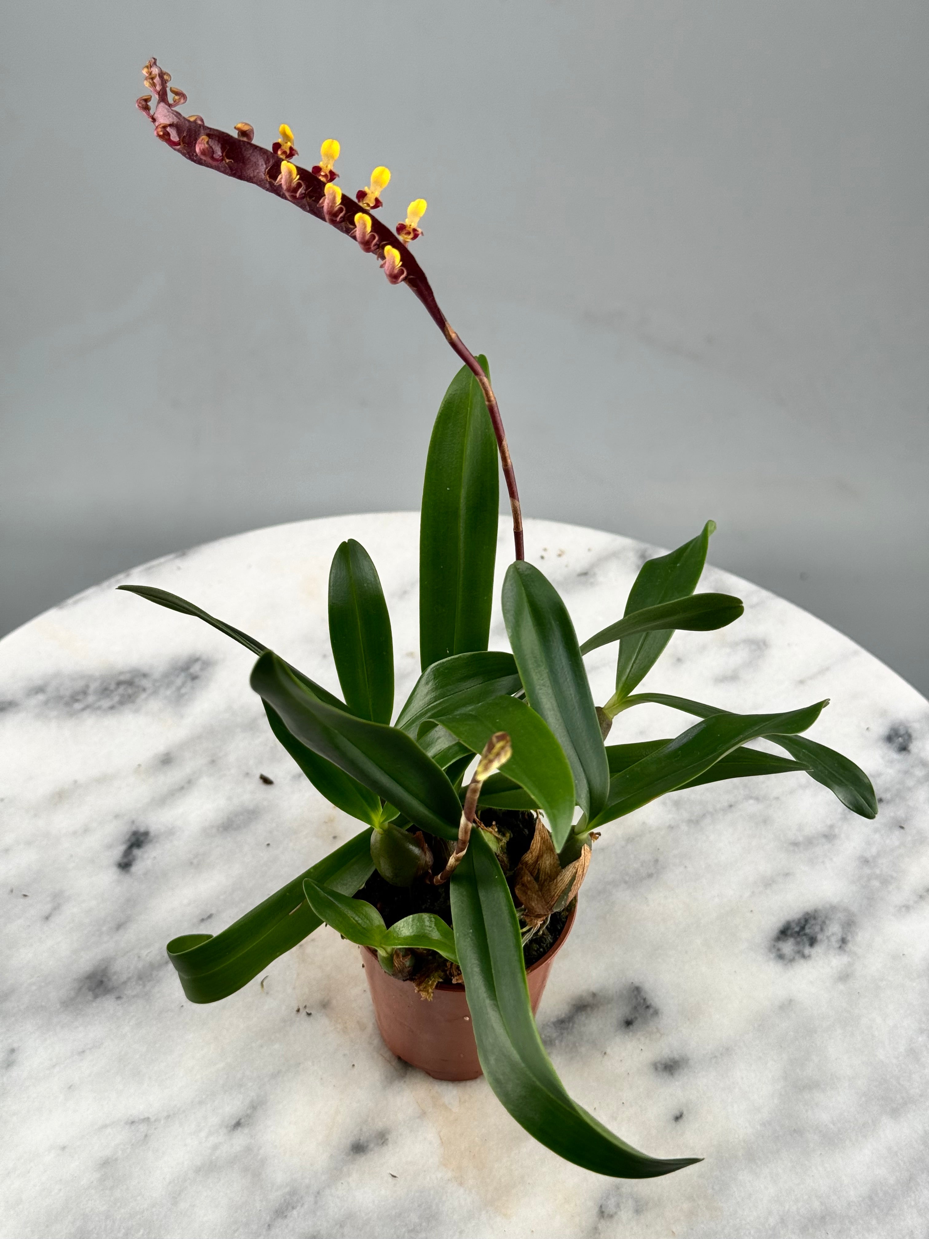 Bulbophyllum falcatum