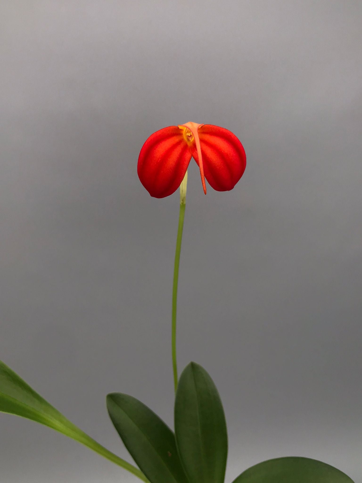 Masdevallia ignea 'Winter Flame'