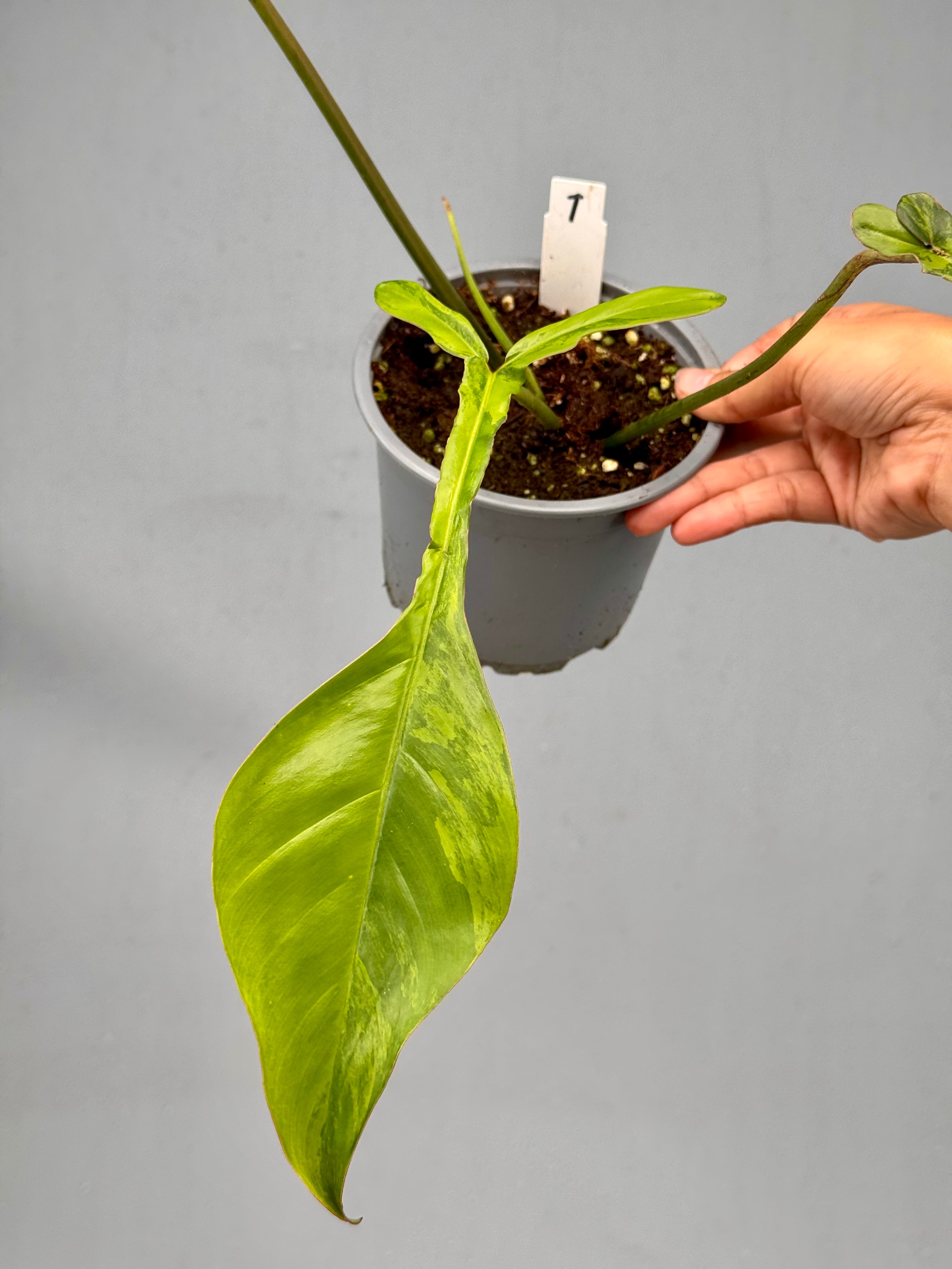 1 斑入　ジョーピー Philodendron Joepii Variegata Philodendron joepii variegated (Nr 1)