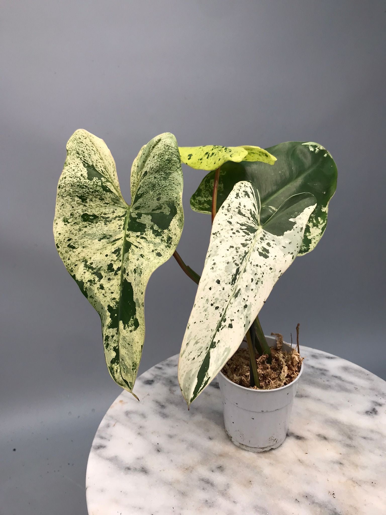 Philodendron ilsemanii nr 1.0