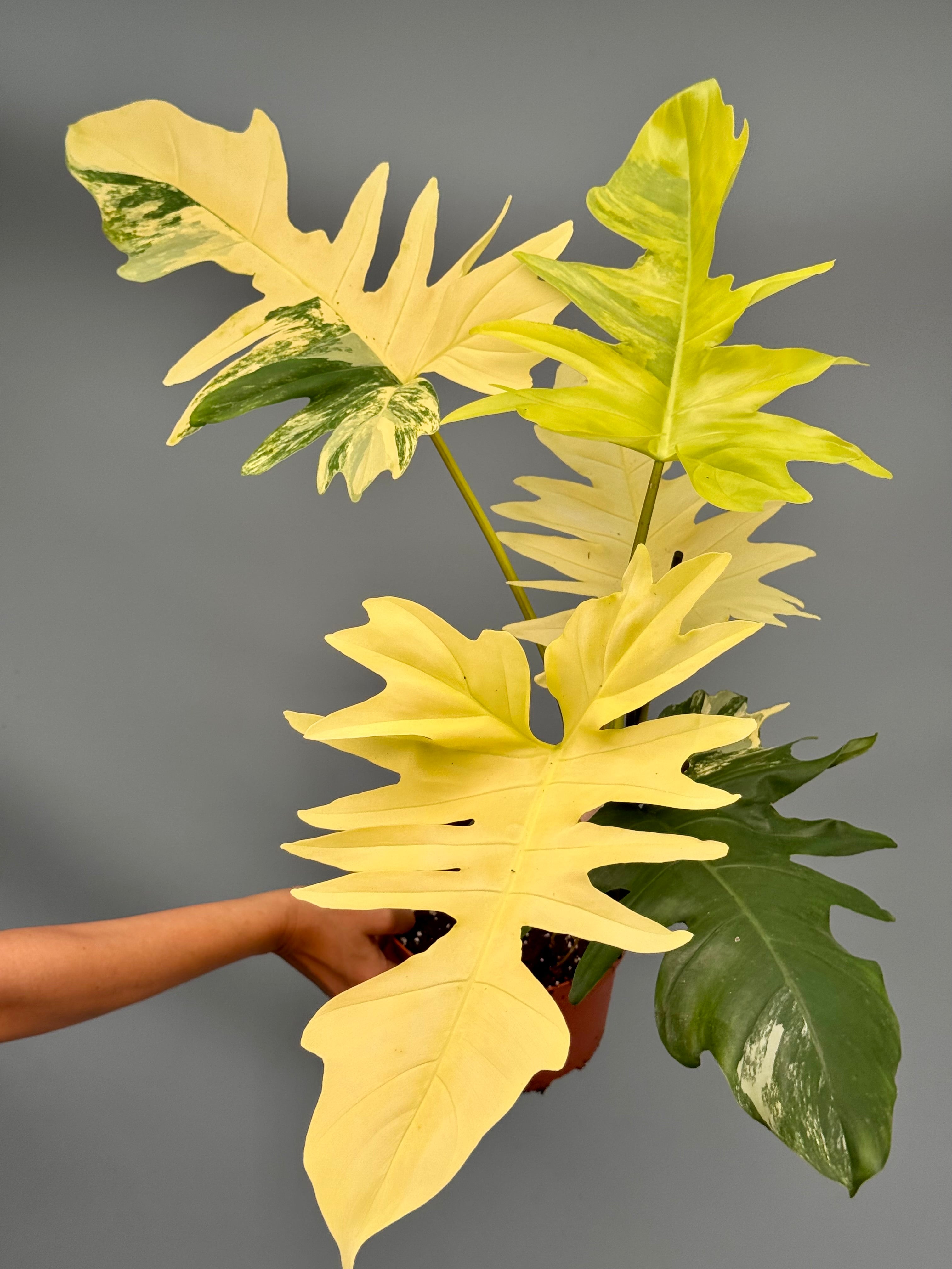 Philodendron Florida Beauty Variegata X Bob Cee Variegata (Nr 1.) 'XXL
