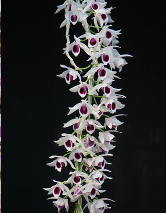 Dendrobium anosmum var. Semi Alba (Big Plant)