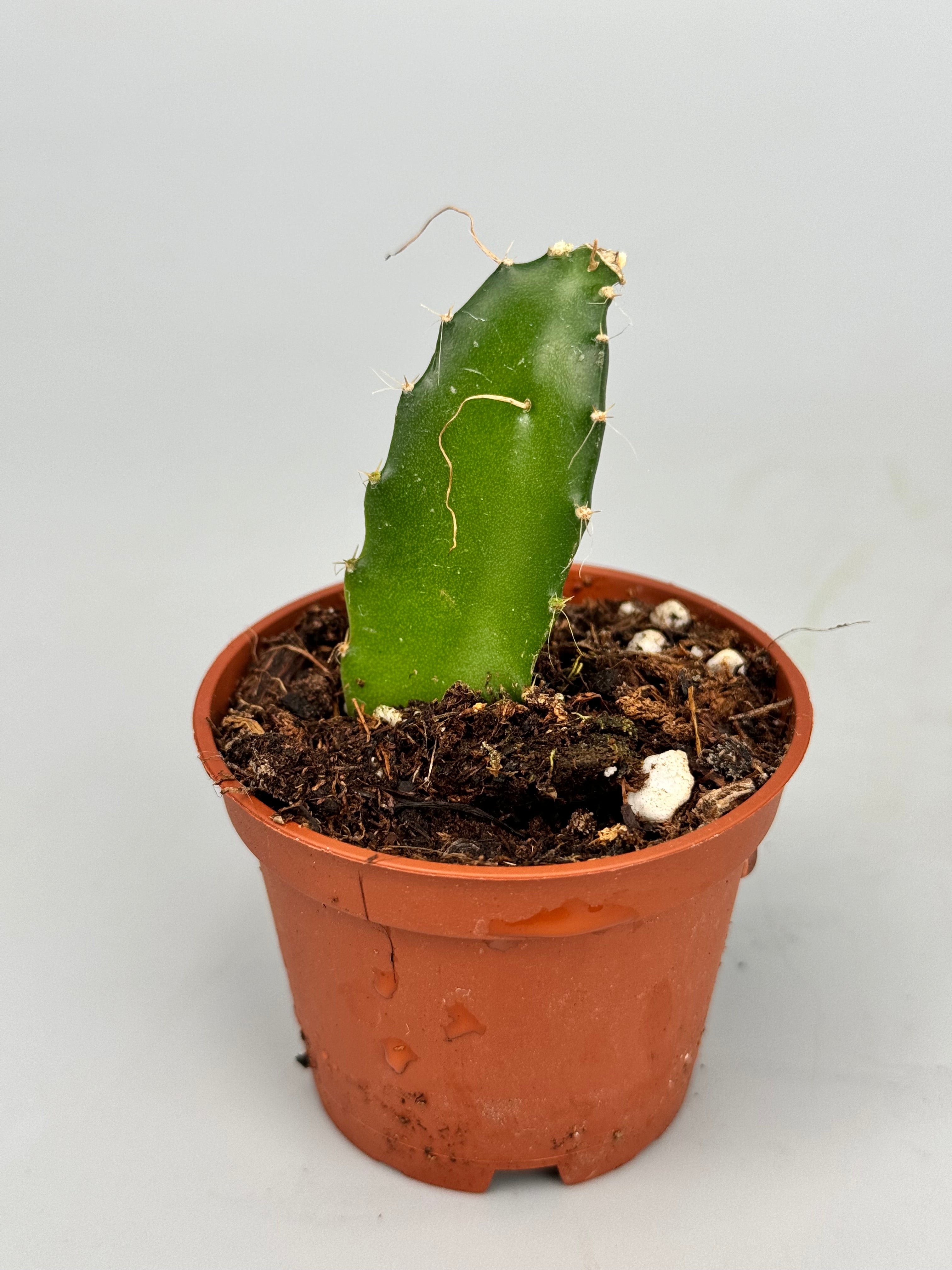 Hylocereus undatus "Dragon Fruit" (2 plants)