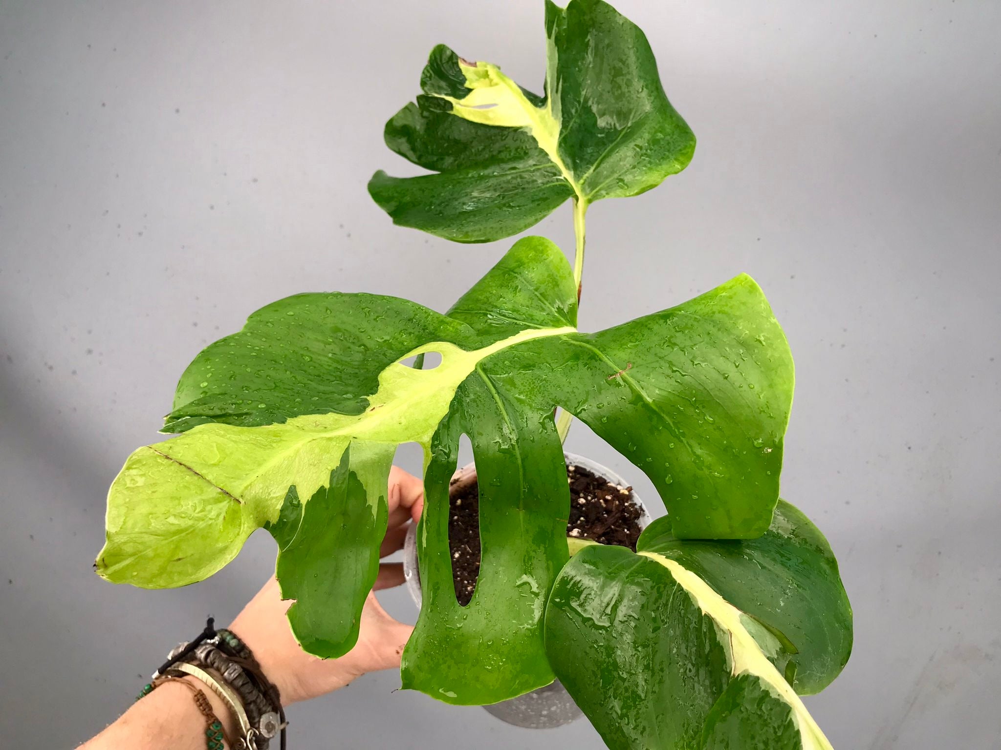 Monstera White Lava 'Lalamove' nr 1