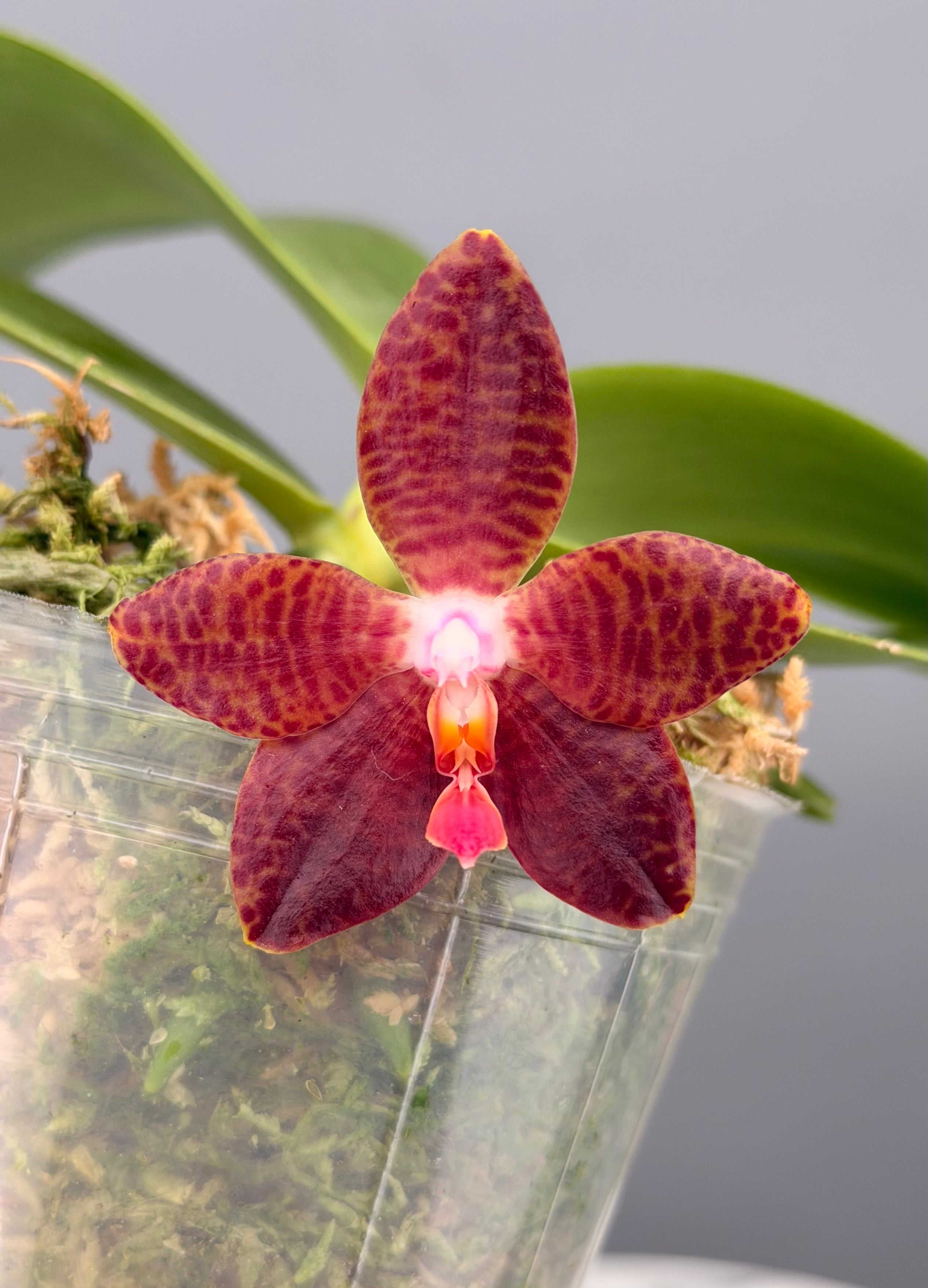 Phal. David Lim ('amboinensis 'Patricia' (4N) x gigantea 'Mother of Giants")