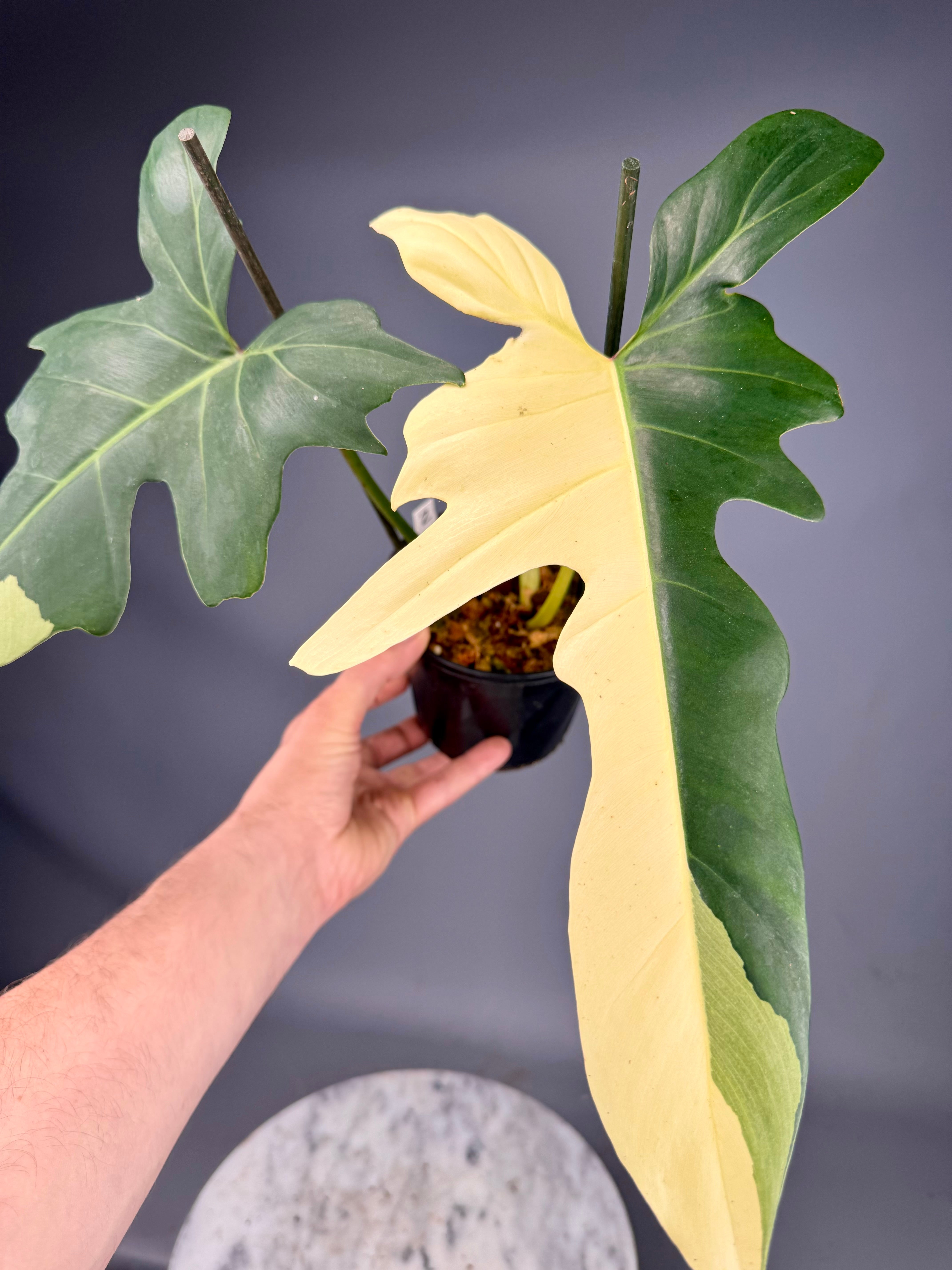 philodendron geel blad Philodendron Golden Dragon variegated albo (Nr 1)