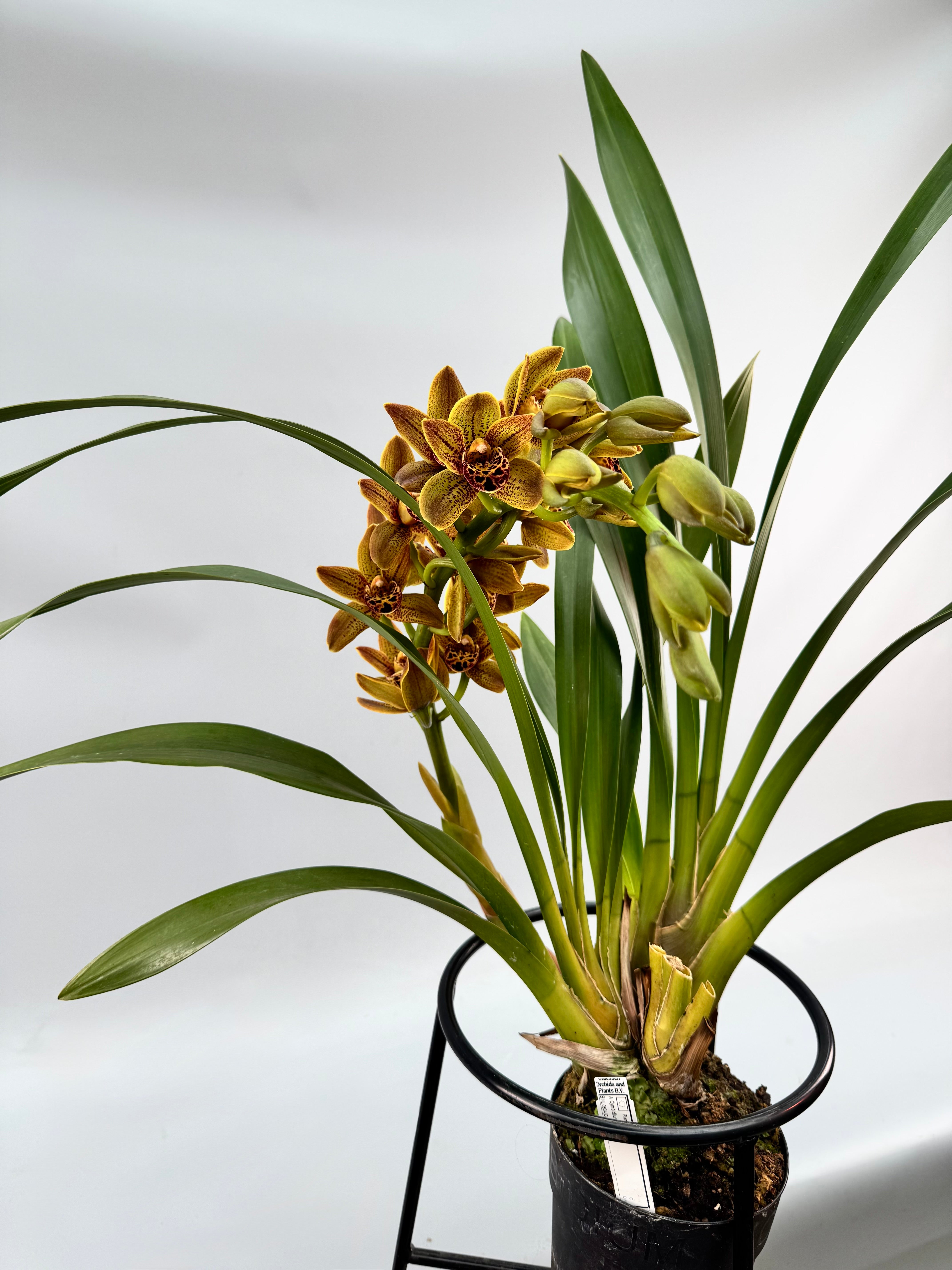 Cymbidium Veronica special hybrid selection