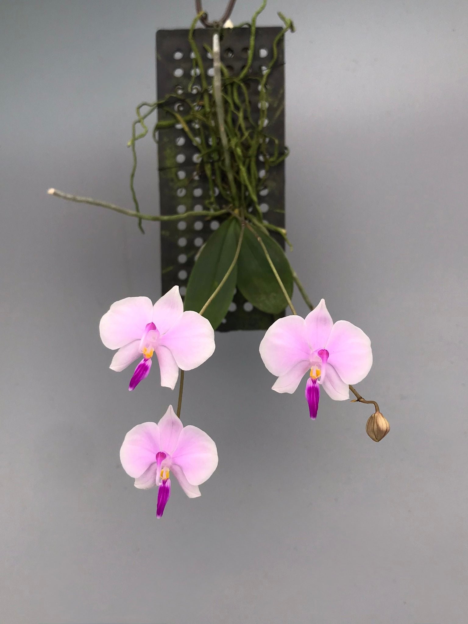 Phalaenopsis lowii