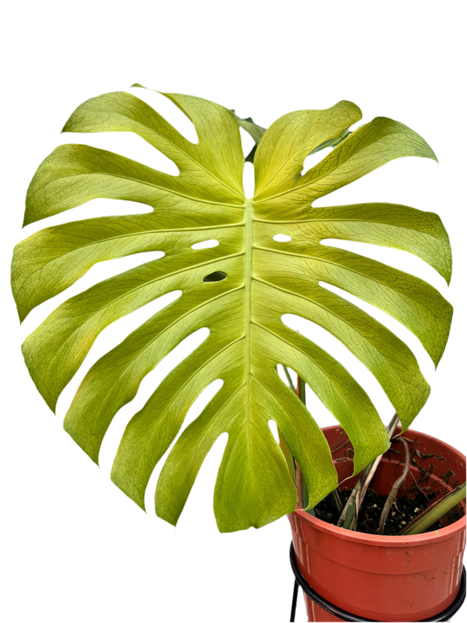 Monstera Ocean Mint (Nr 3)