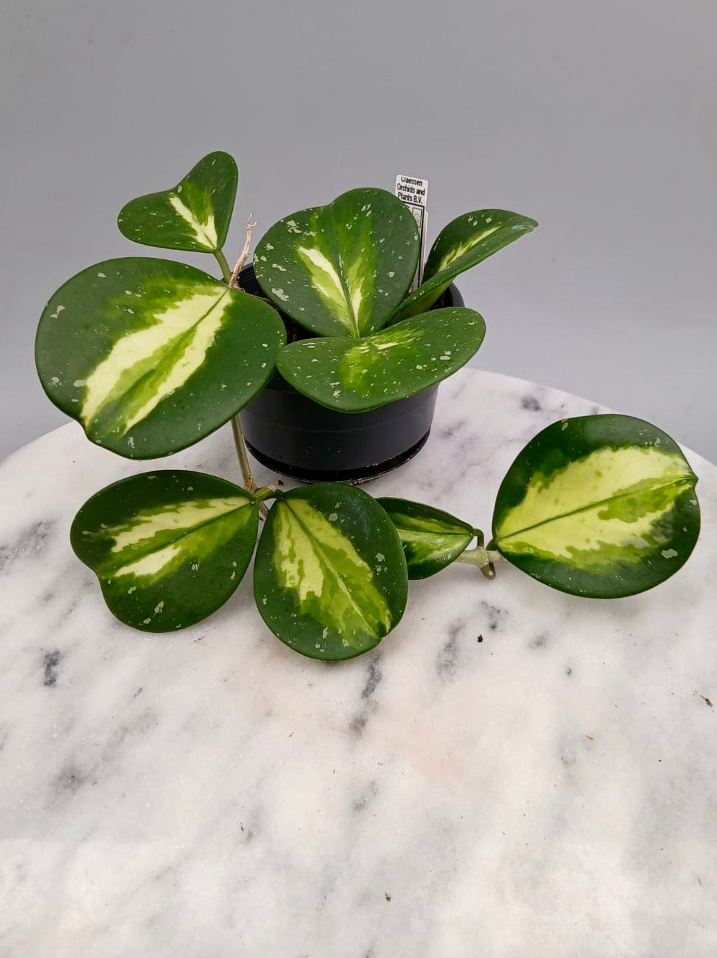 Hoya obovata variegata