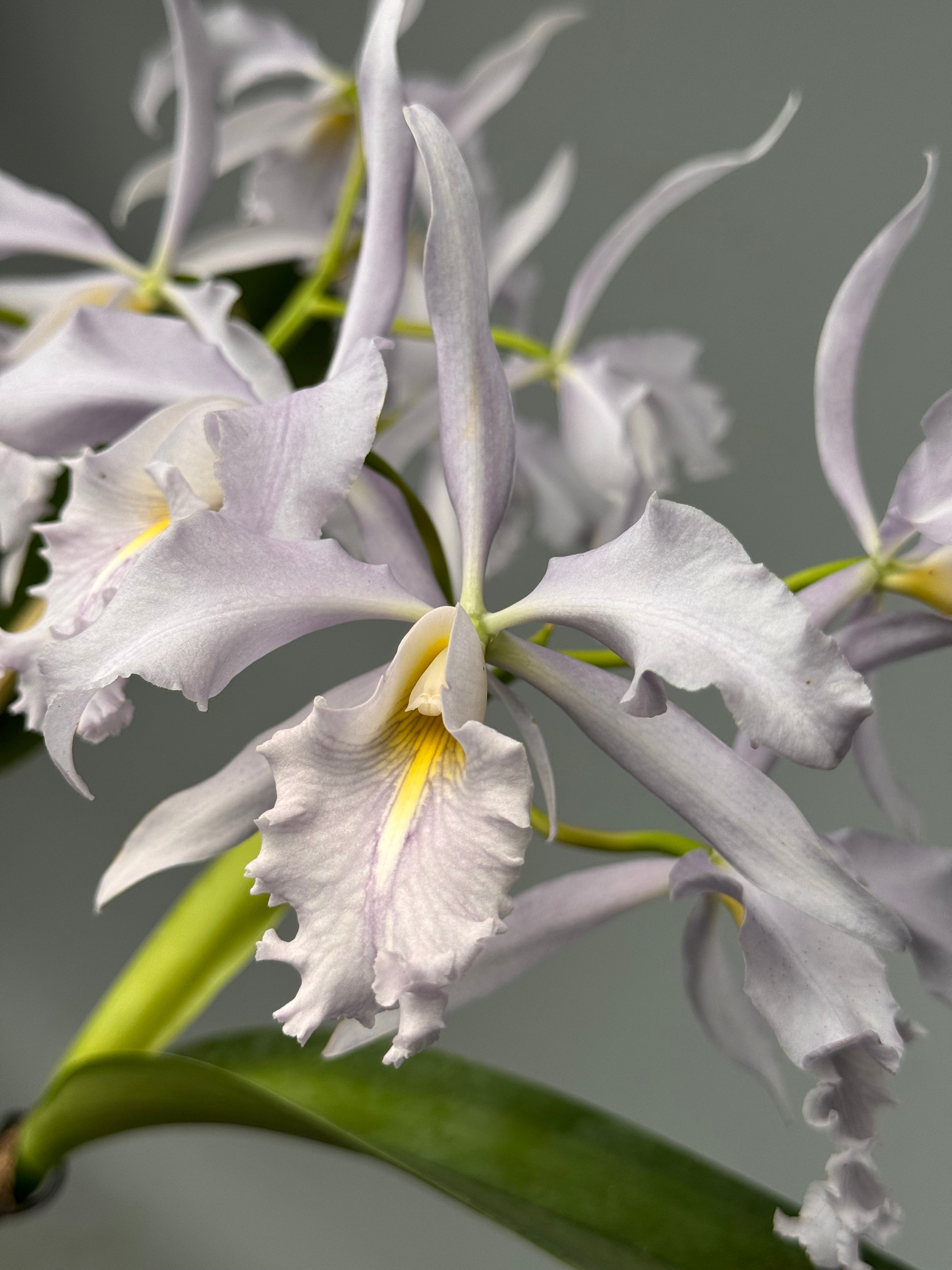 Cattleya maxima var. Coerulea (Big) Selection 1