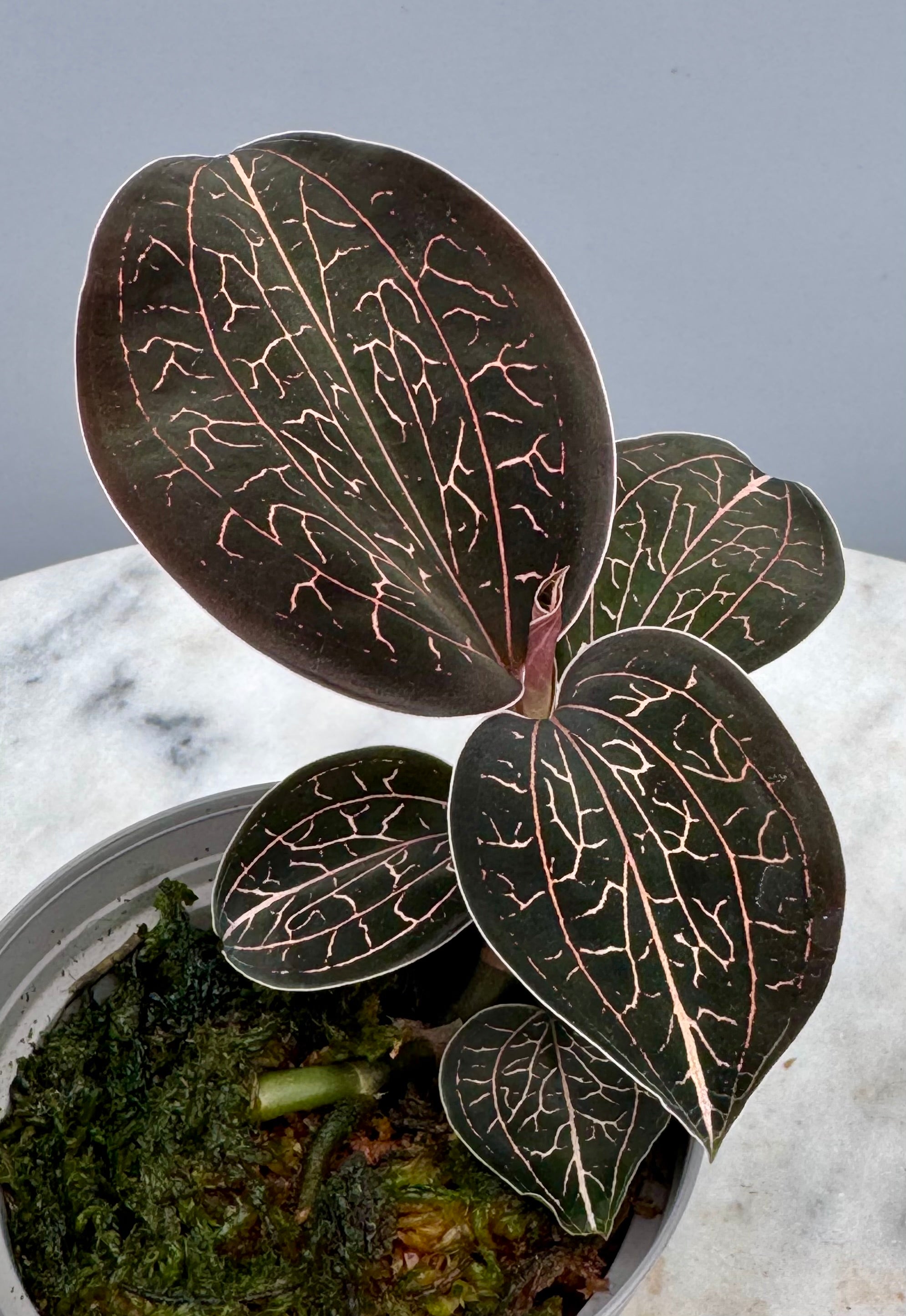Anoectochilus chapaensis “big plant”