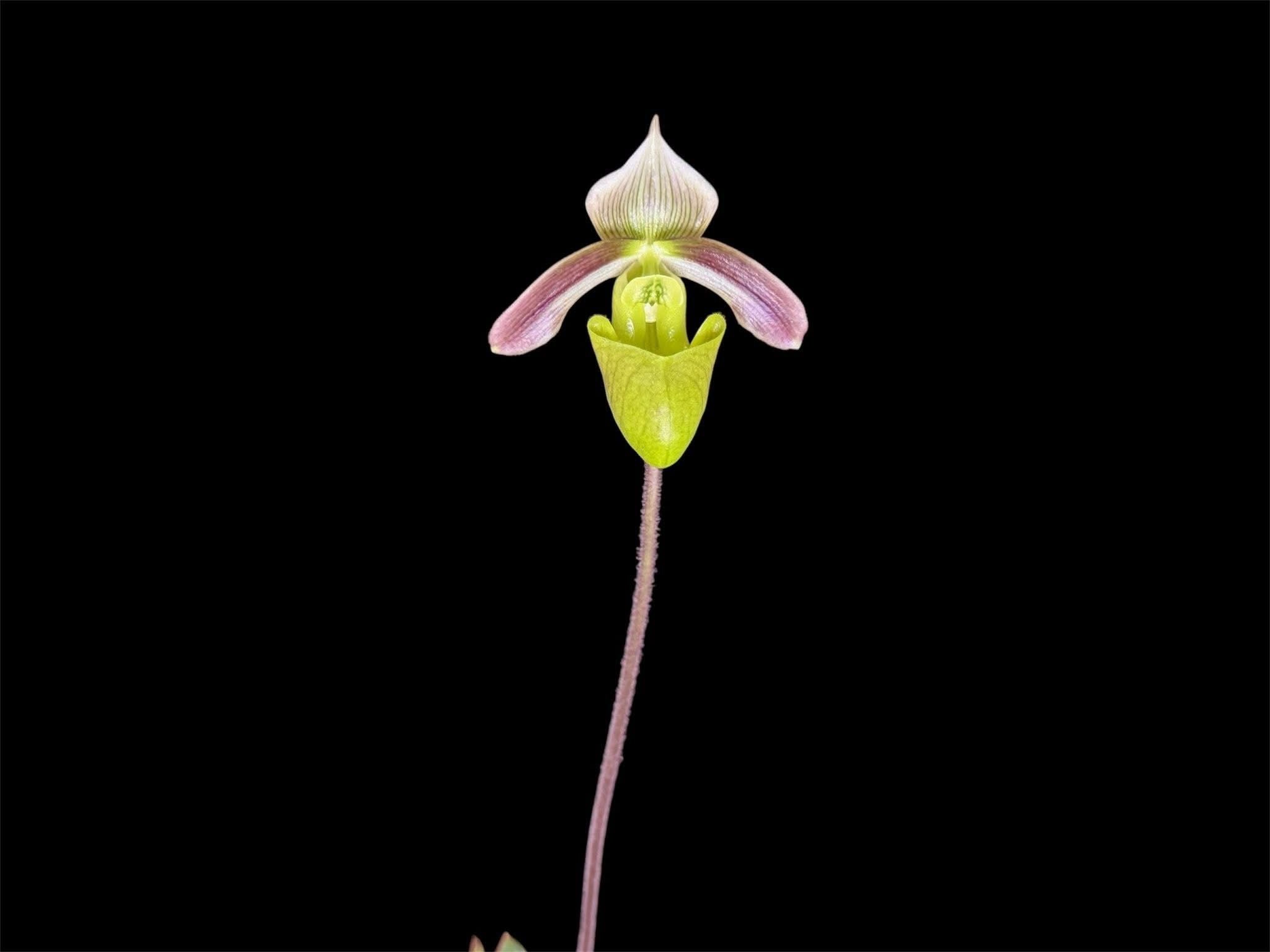 Paphiopedilum violascens