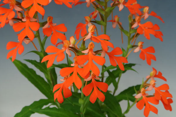 Habenaria roebelenii