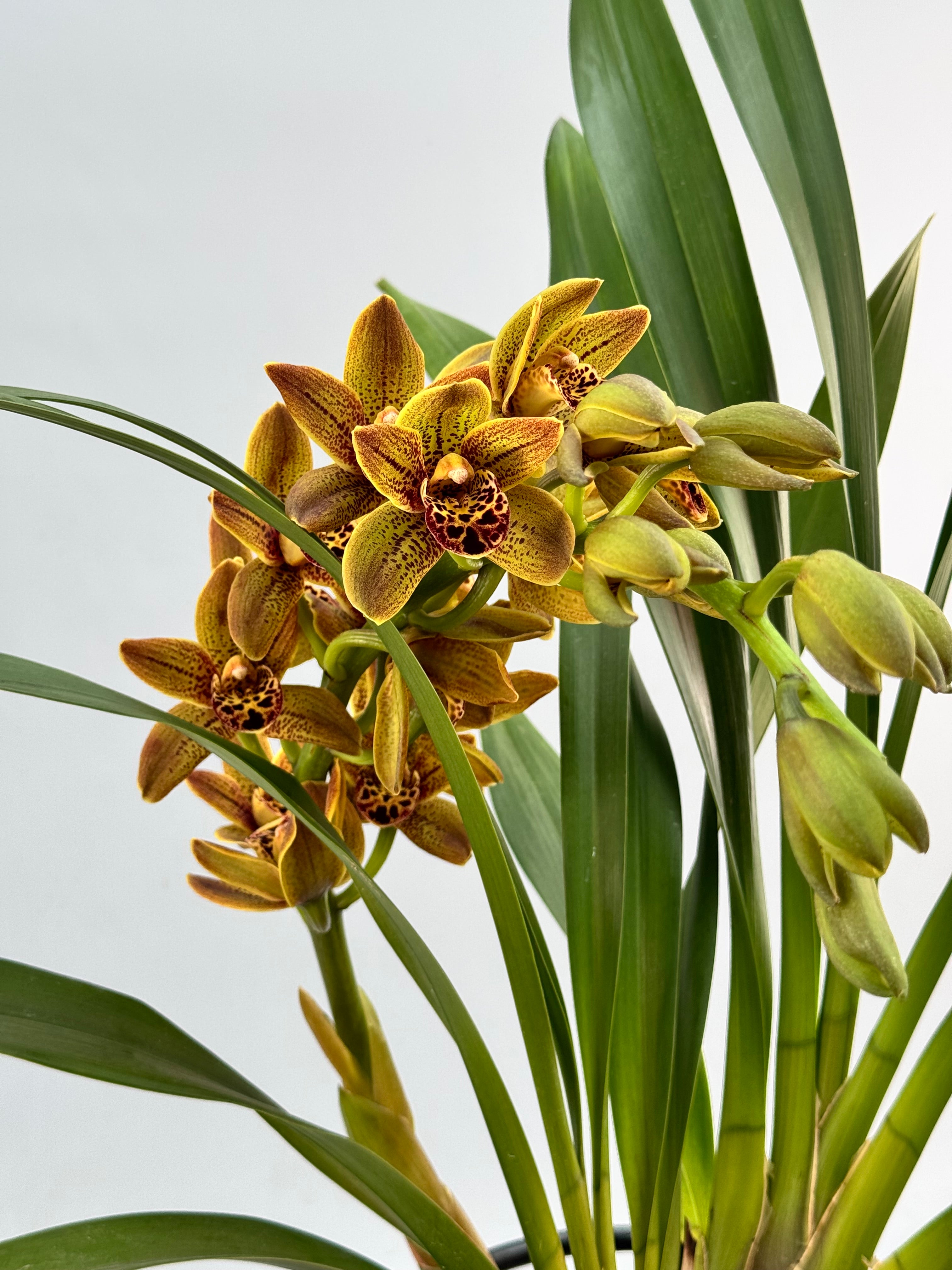Cymbidium Veronica special hybrid selection