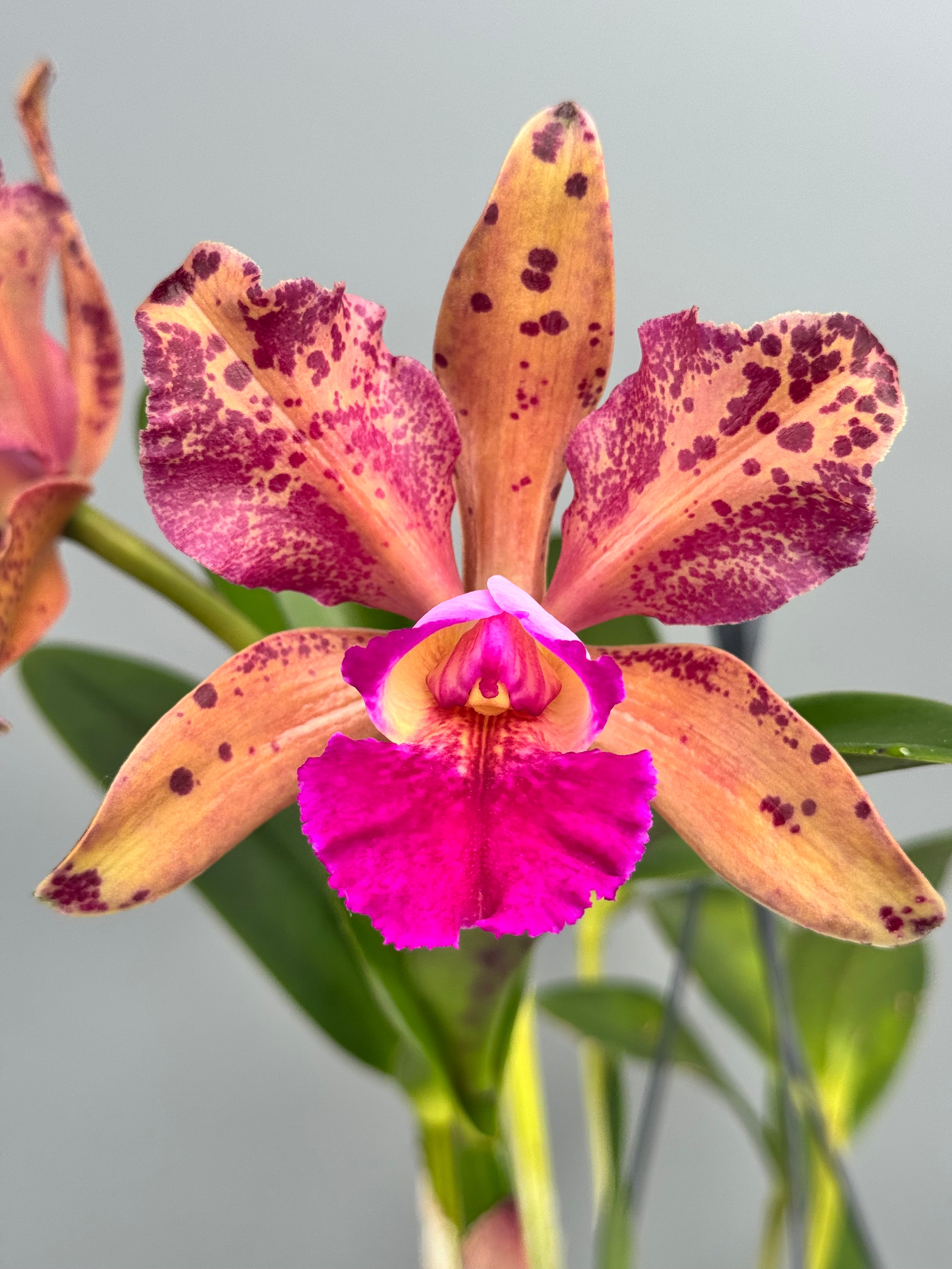 Blc. Durigan Dracco
