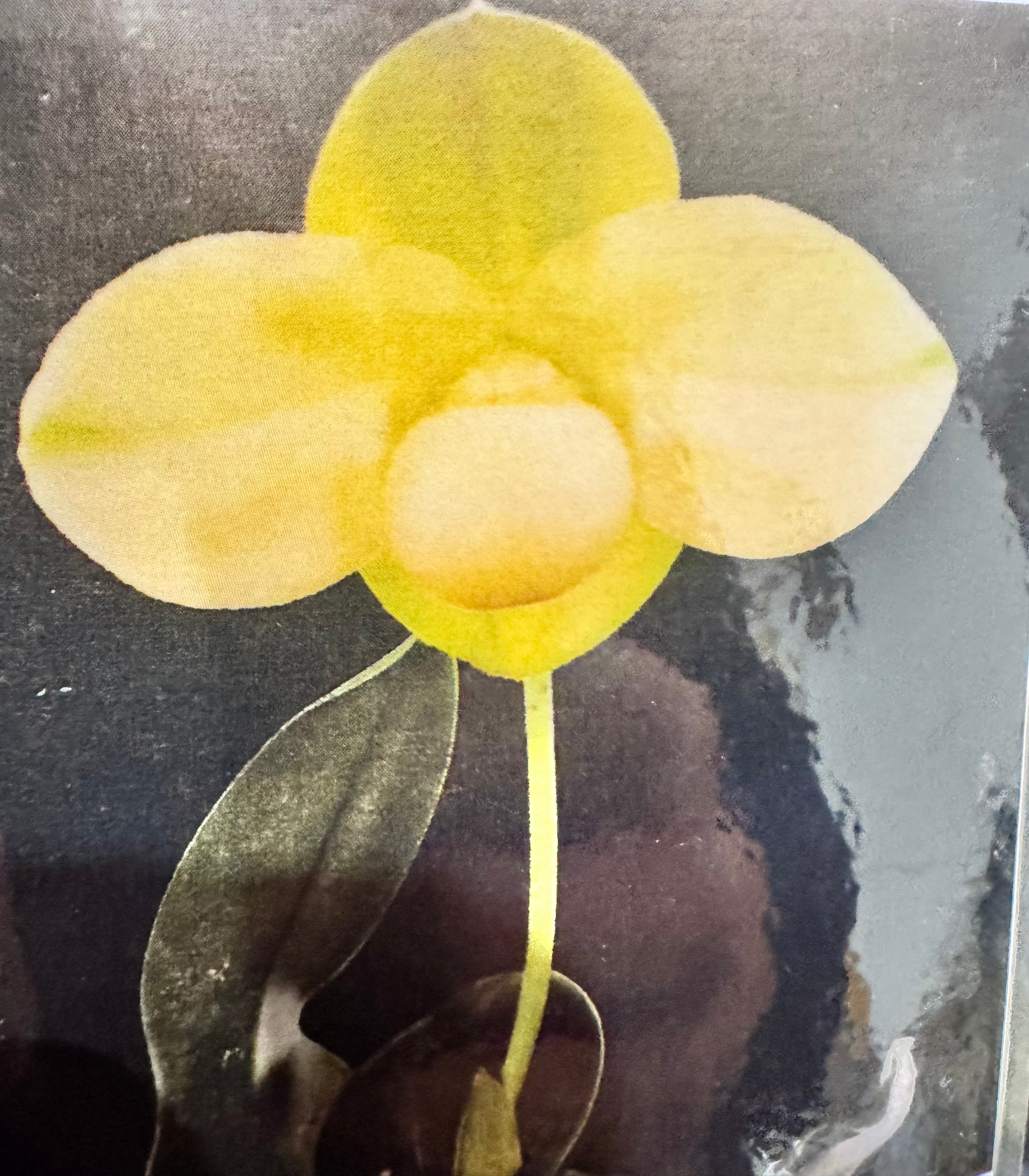 Paphiopedilum hangianum Alba