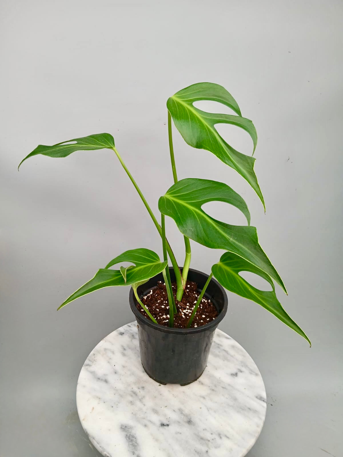 Monstera 'Burle Marx Flame' XL  (4-5 Big Leaves)