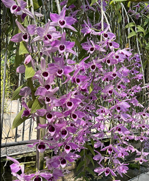 Dendrobium anosmum var. Semi Alba (Big Plant)