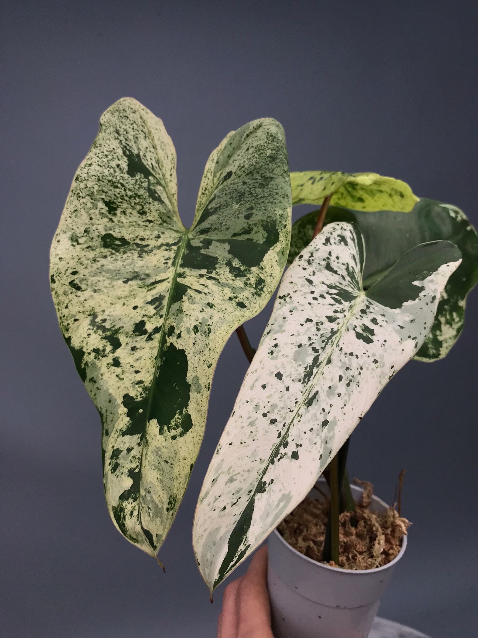 Philodendron ilsemanii nr 1.0