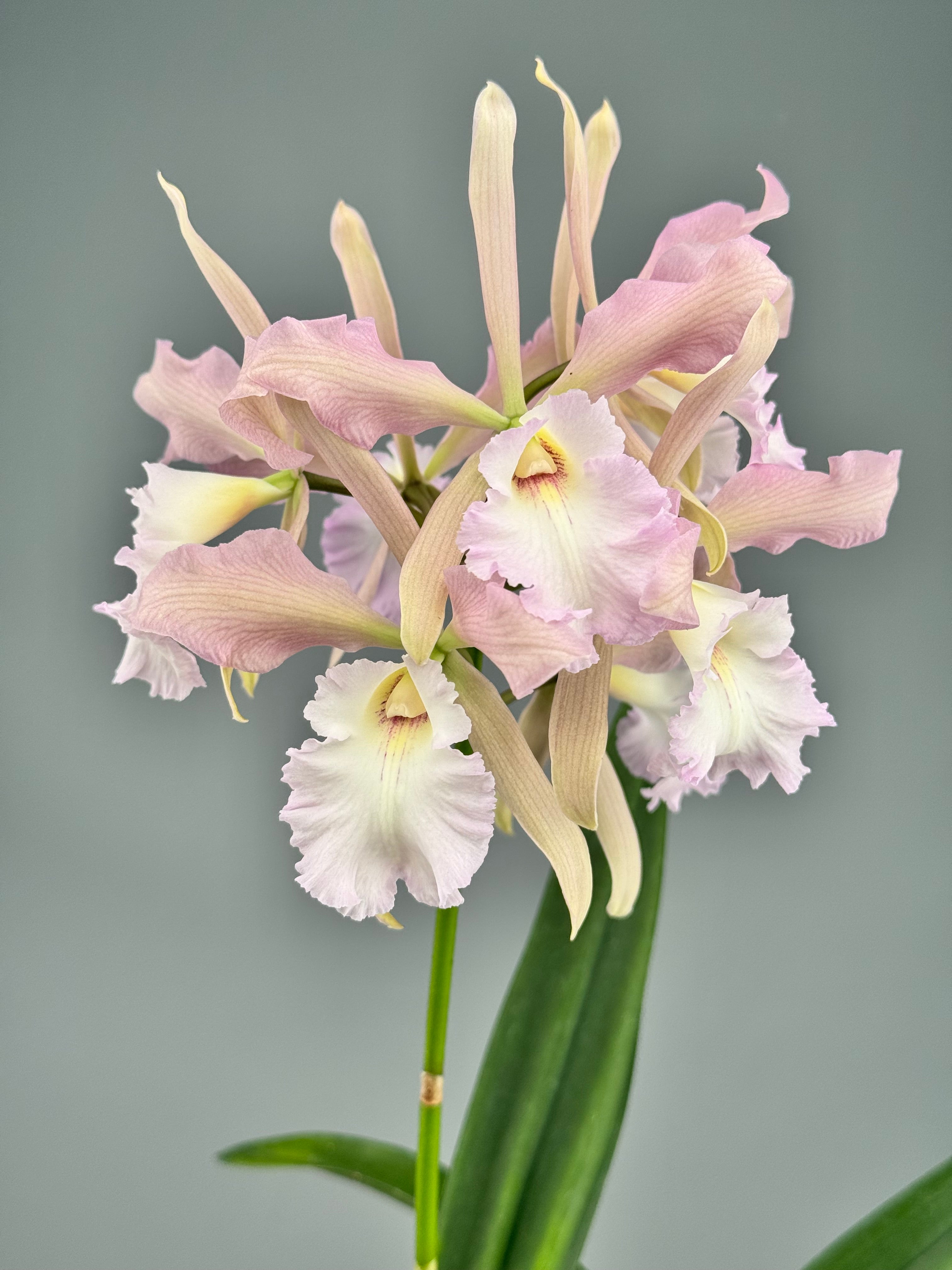 Encyclia randii × Blc. Agatha ‘Pink Dove’