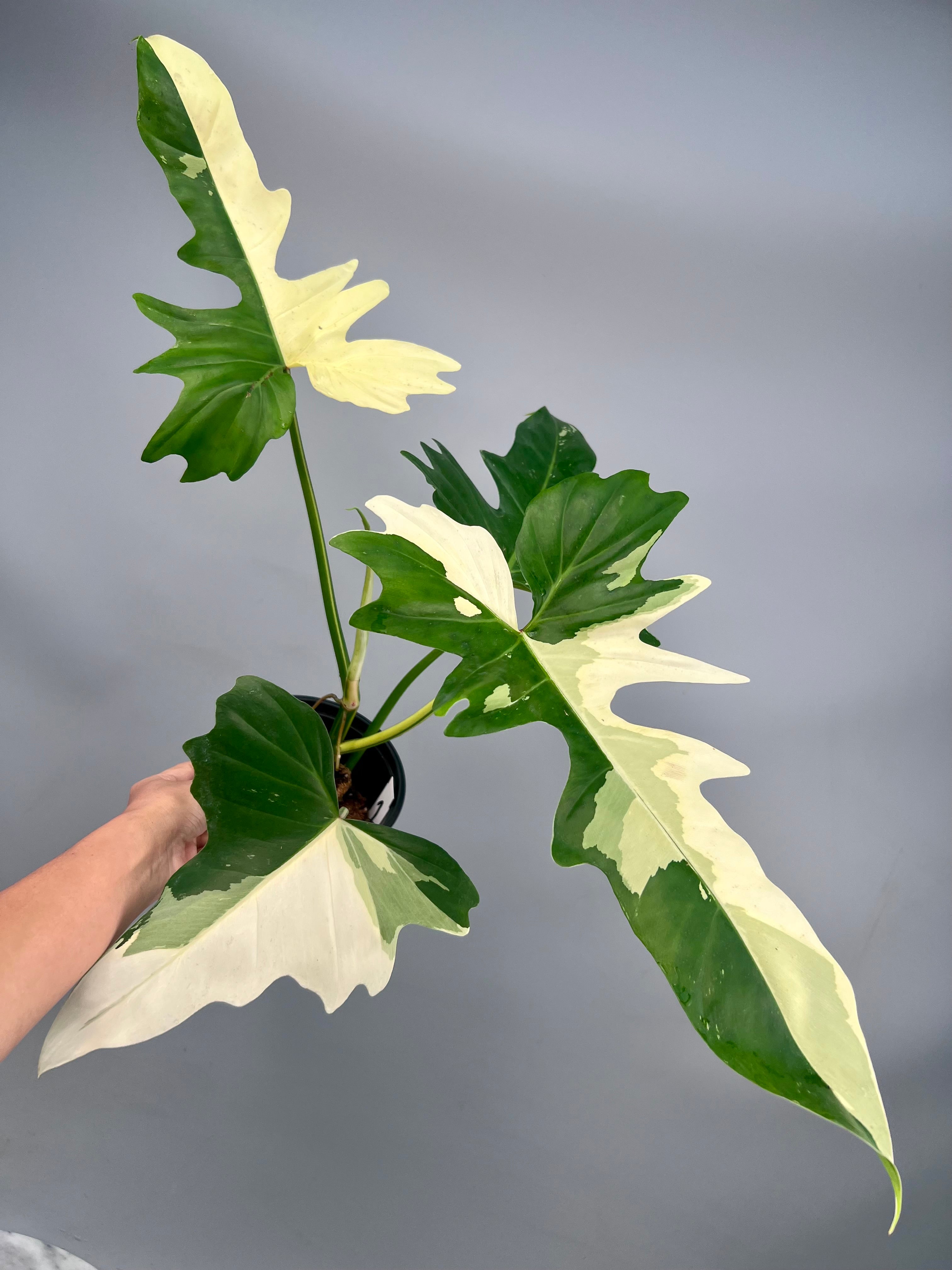 Philodendron Golden Dragon variegated albo