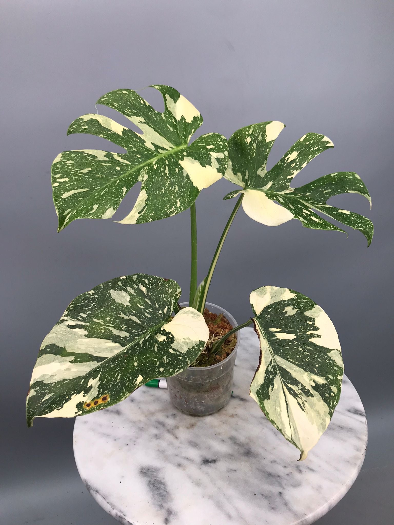 Monstera White snow nr 1