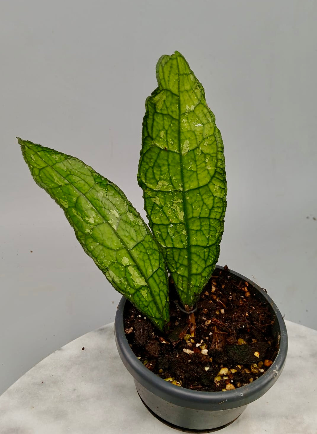 Hoya clemensiorum (2 Leaves)