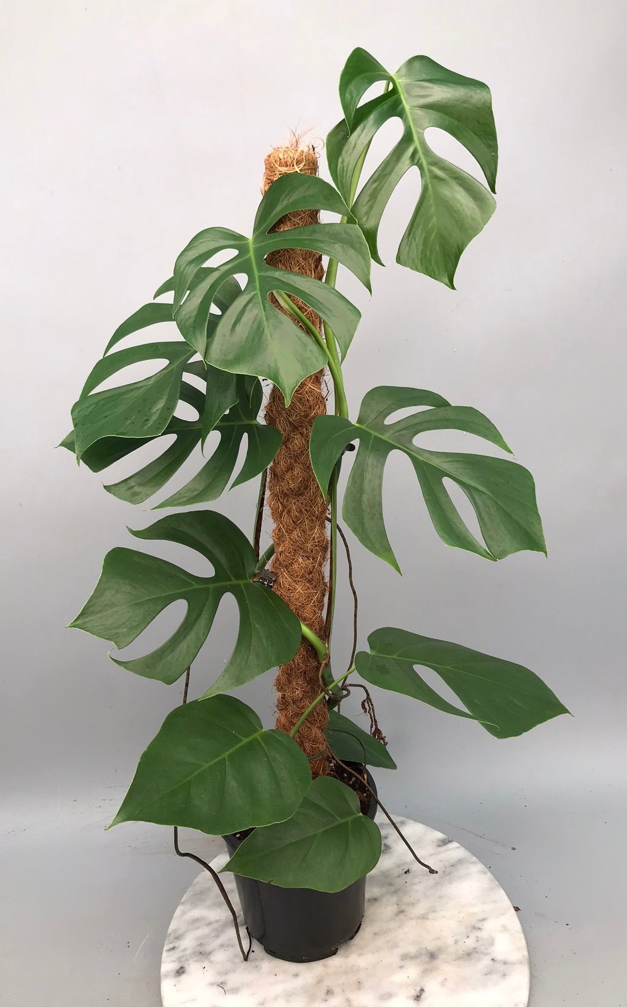 Monstera deliciosa var sierrana “Big Plant”