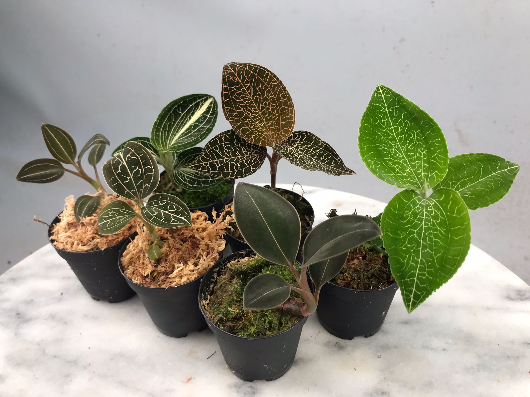 Juwel Orchid Mix (6 plants mix)