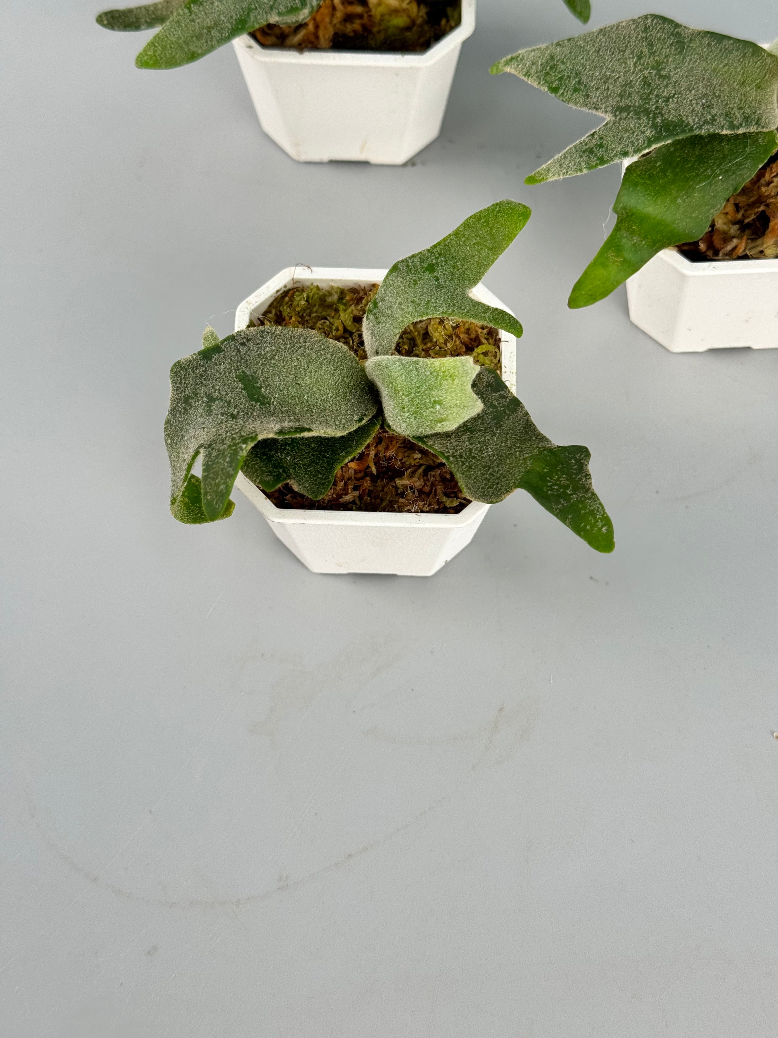 Platycerium willinckii "Jade Girl" DWARF (Small Plant)