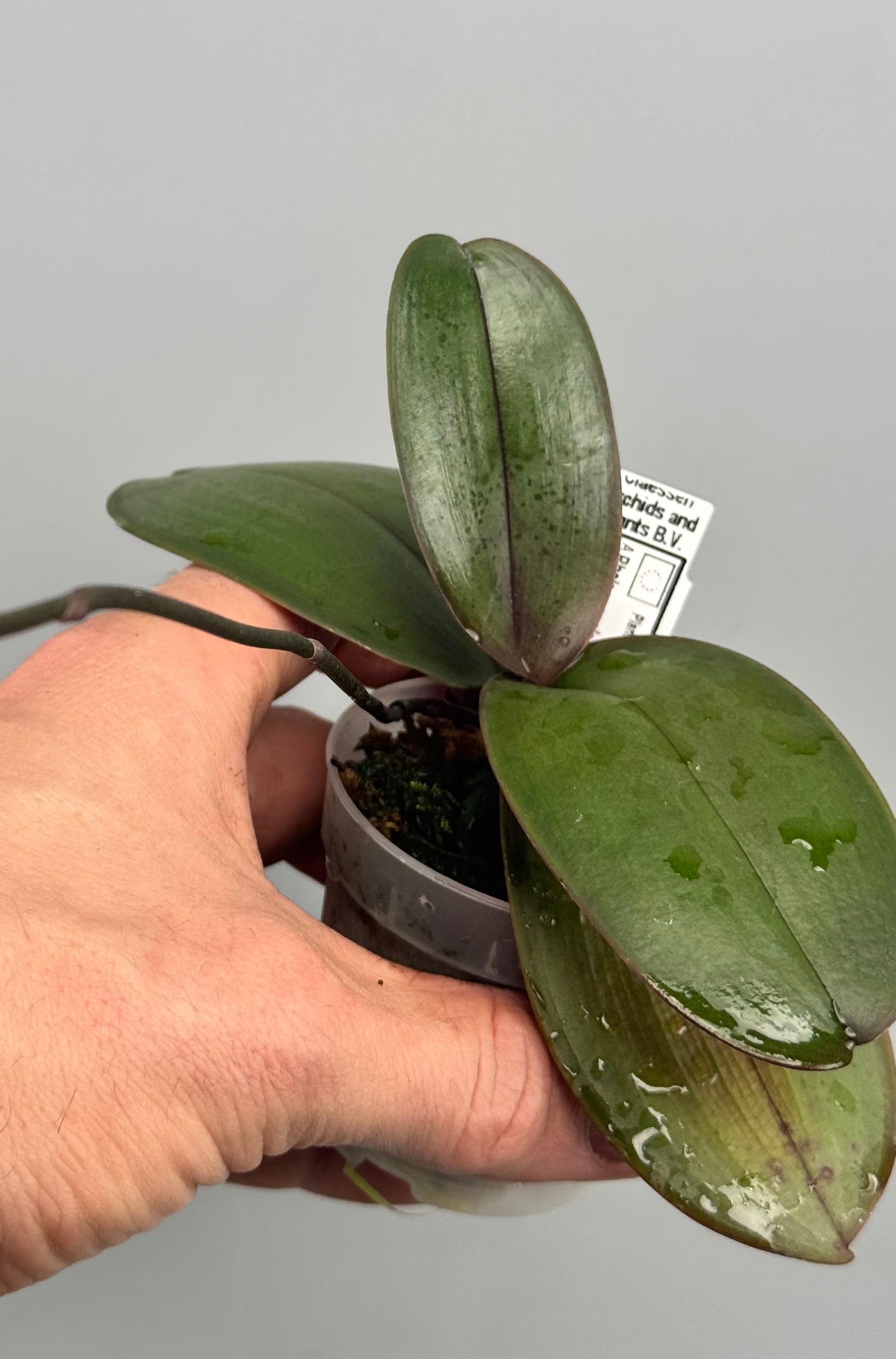 Phalaenopsis sanderiana ‘Big Plant’