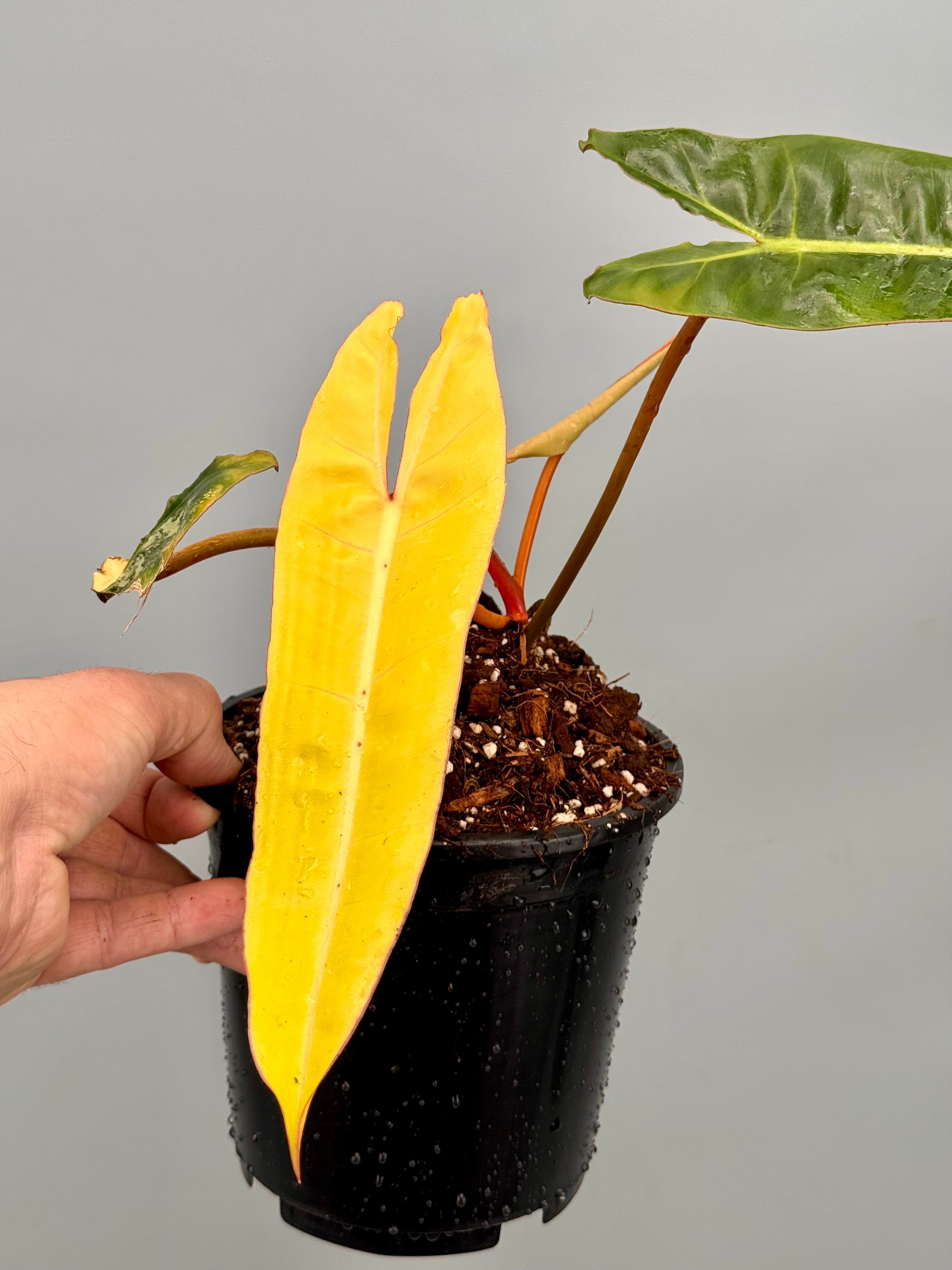 Philodendron billietiae Variegata ‘Small Size’