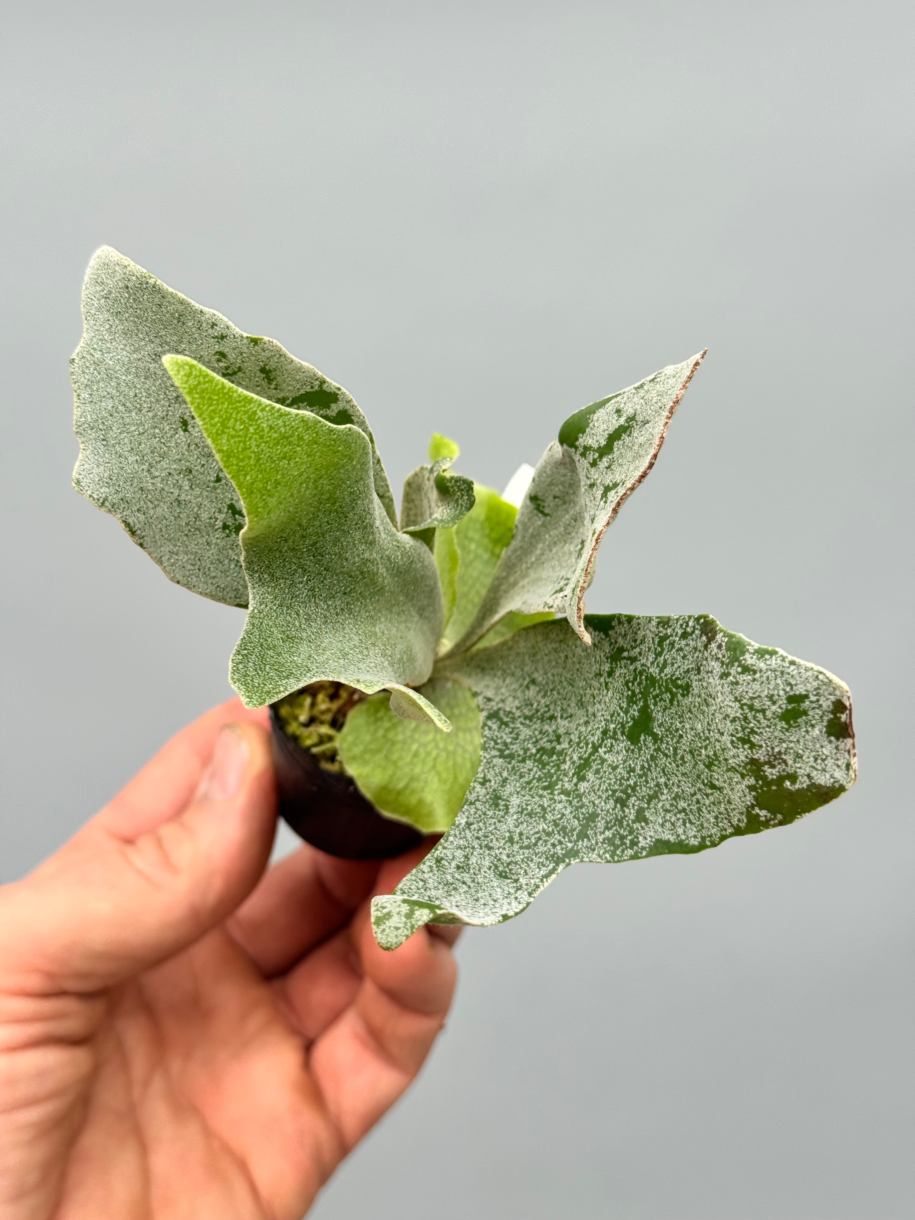 Platycerium White Gizmo