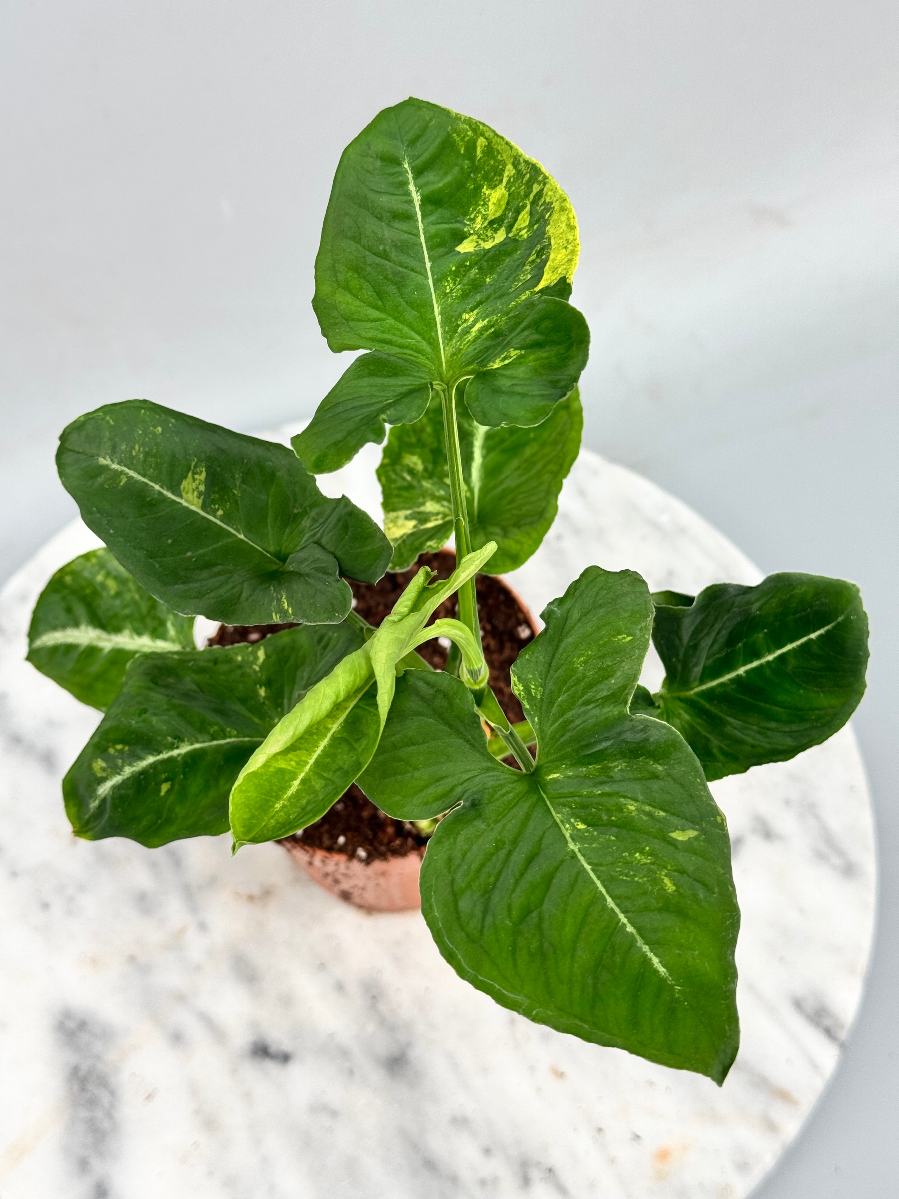 Syngonium scrambled eggs