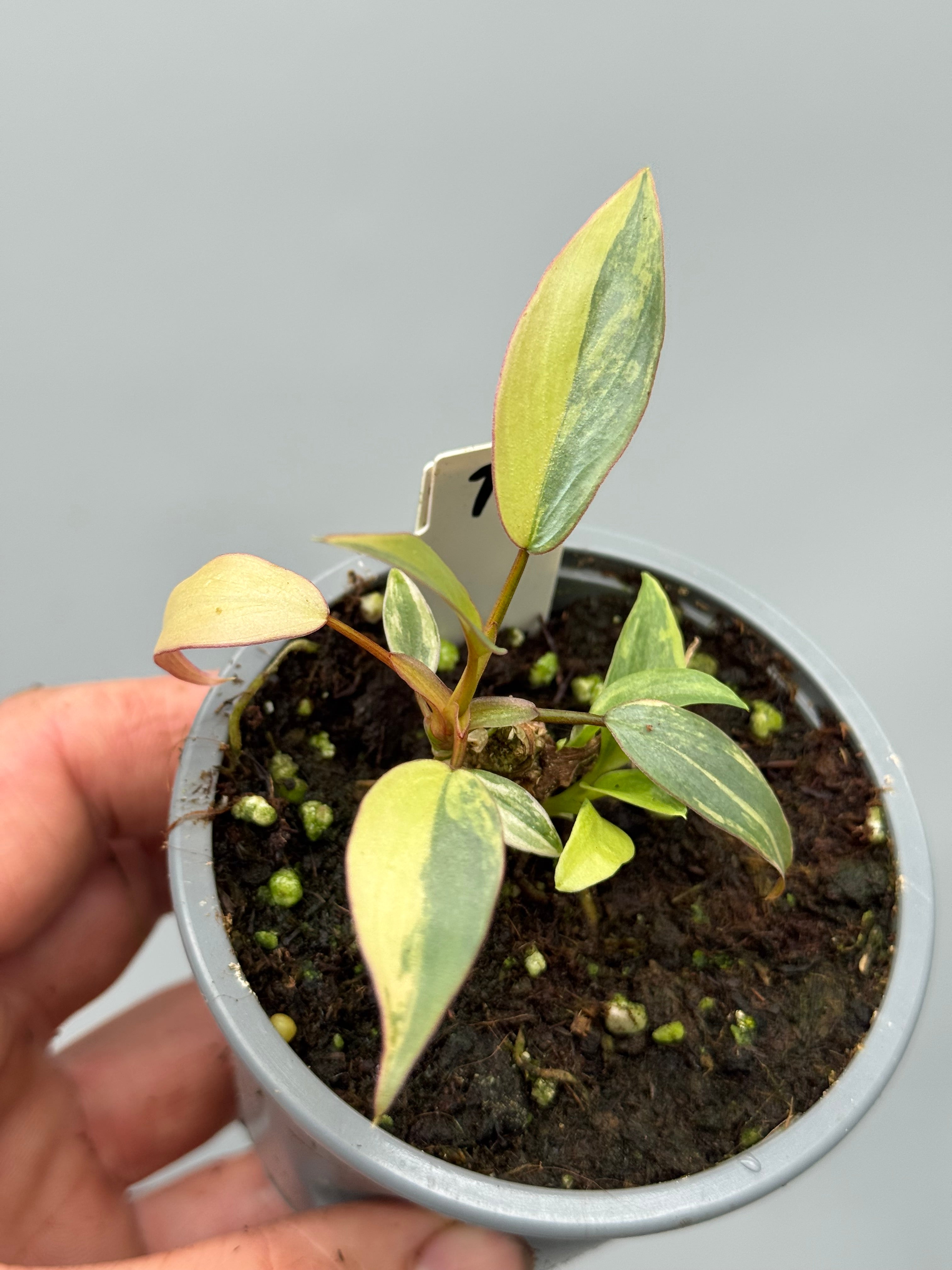 Philodendron atabapoense variegata Pink nr 1