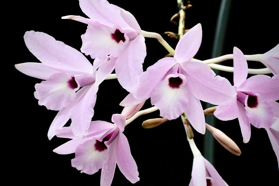 Laelia rubescens "Big Plant"