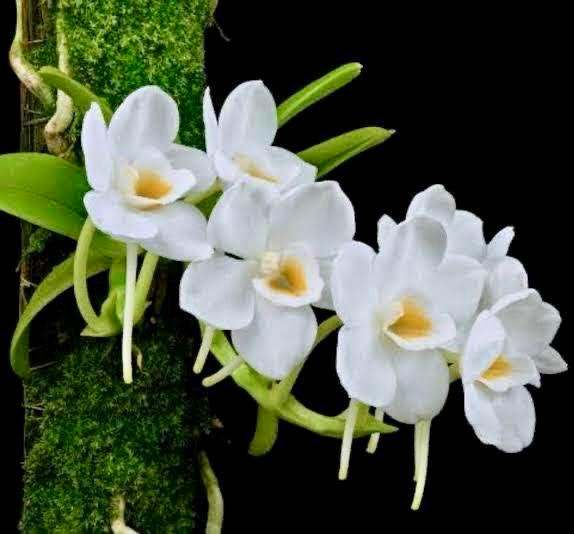 Amesiella philippinensis