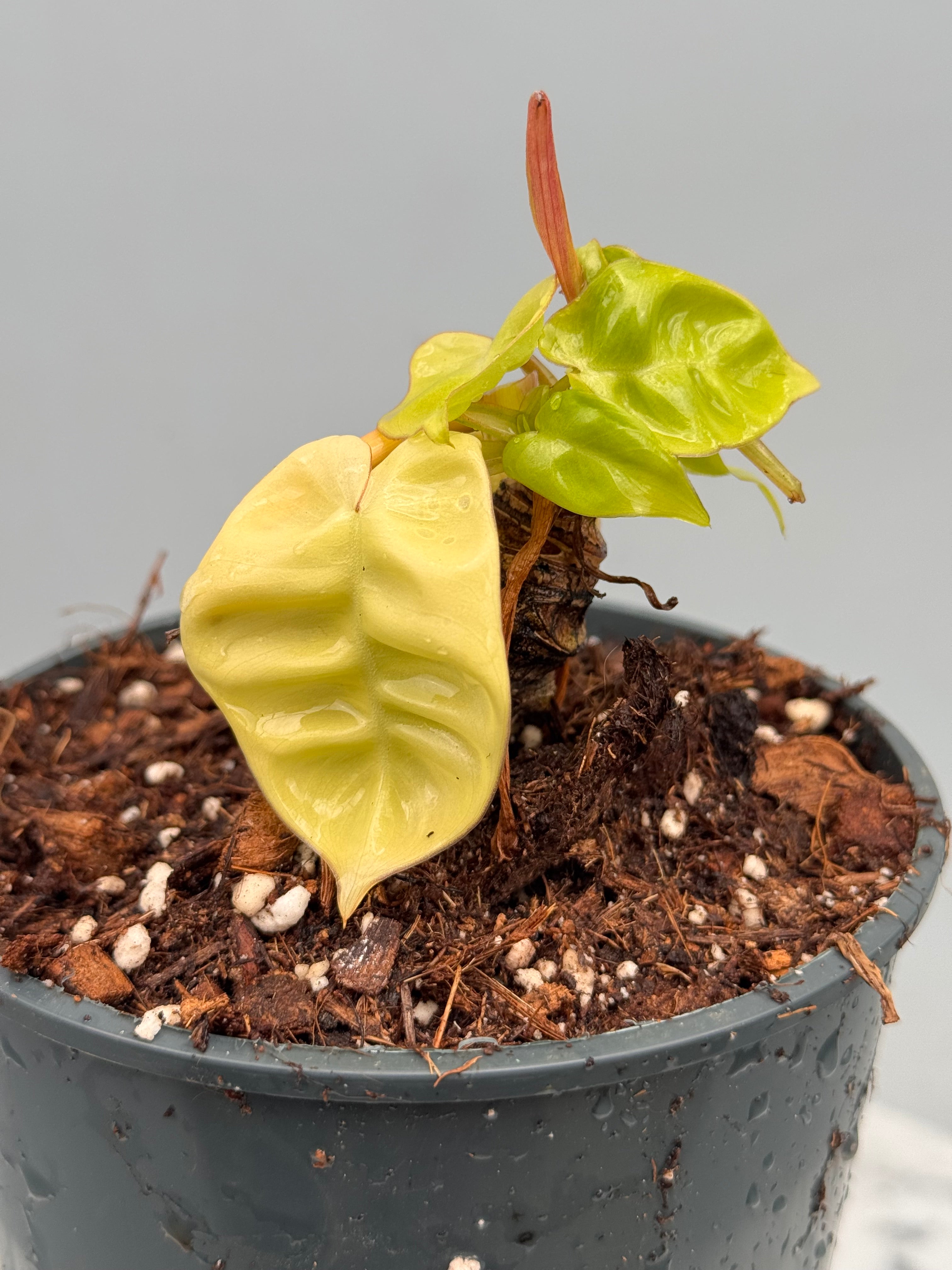 philodendron billietiae small Philodendron billietiae Variegata 'Small Size' nr 1
