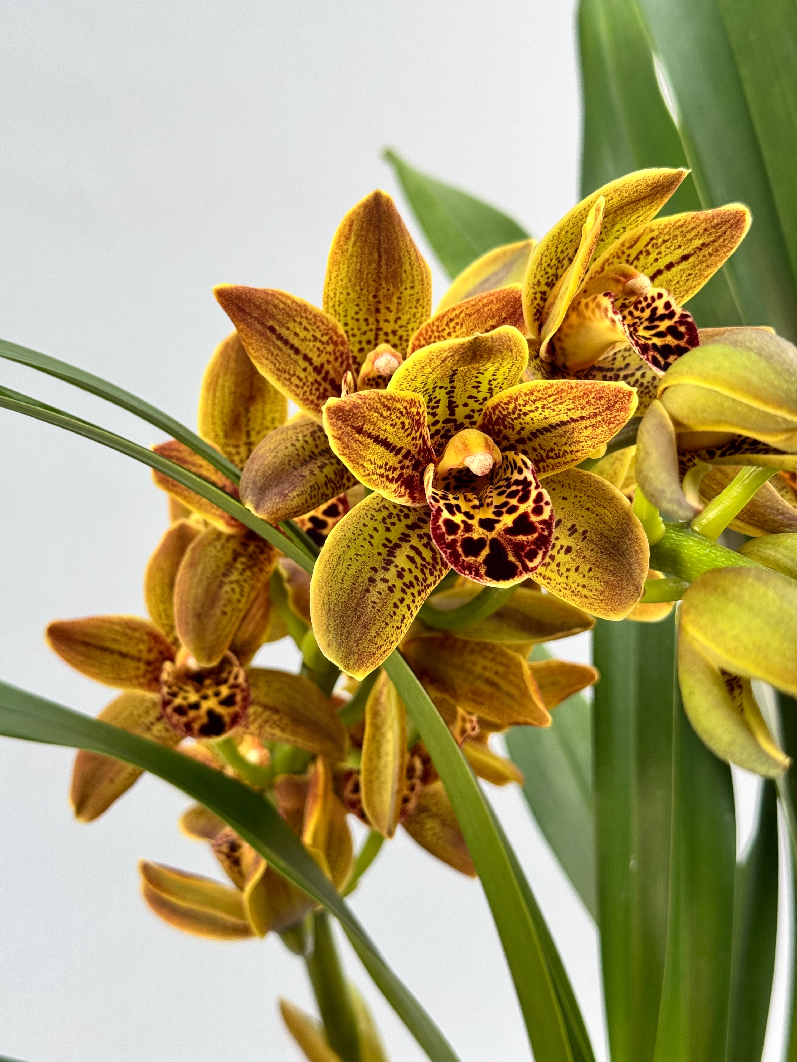 Cymbidium Veronica special hybrid selection