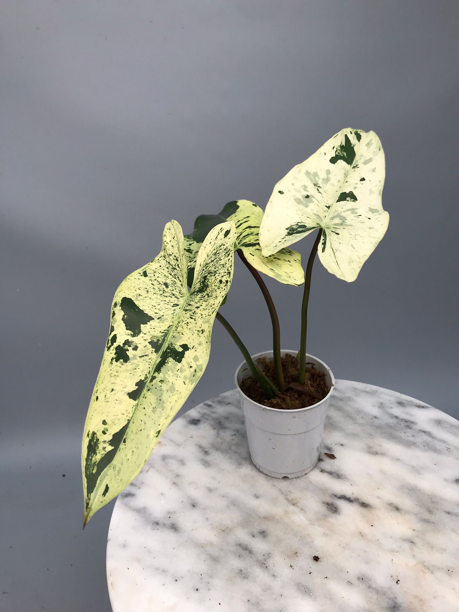 Philodendron ilsemanii nr 1.2