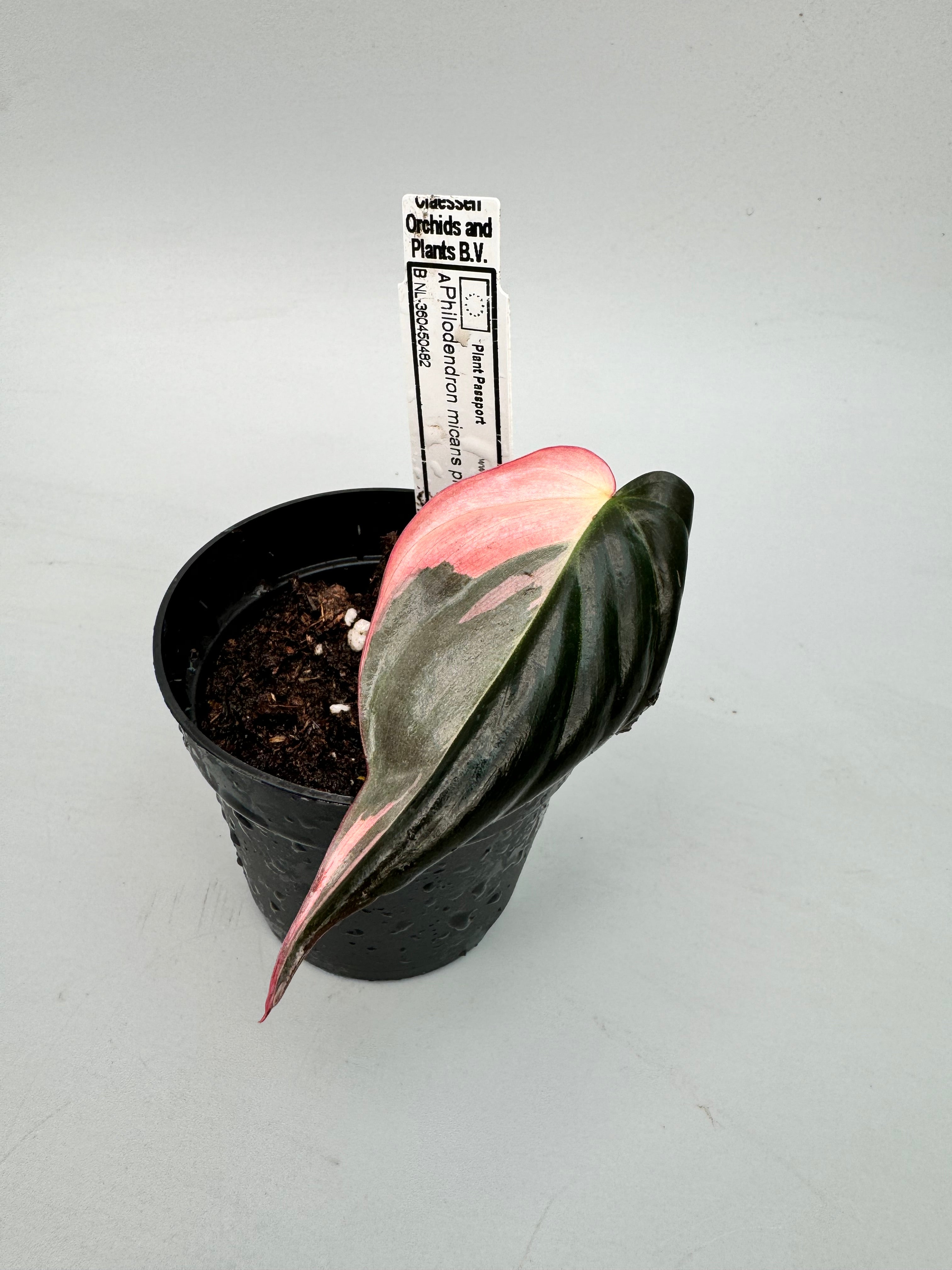 philodendron micans pink variegated Philodendron micans pink variegated (1 Leaf Cutting)