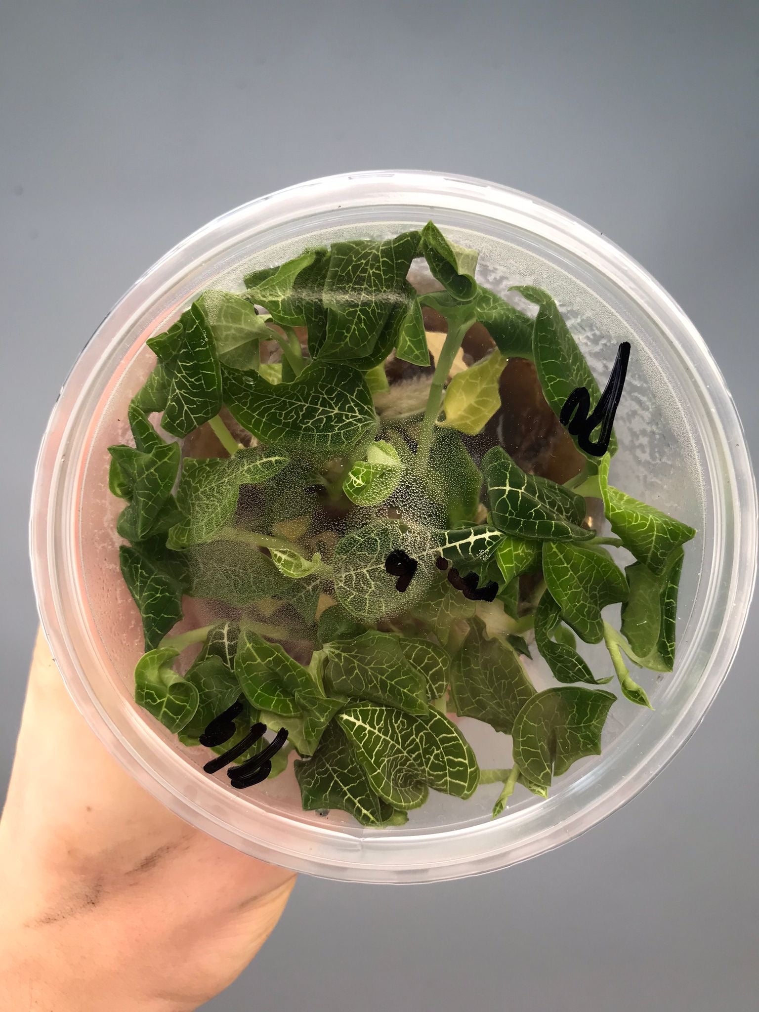 Goodyera micholitziana "Flask"